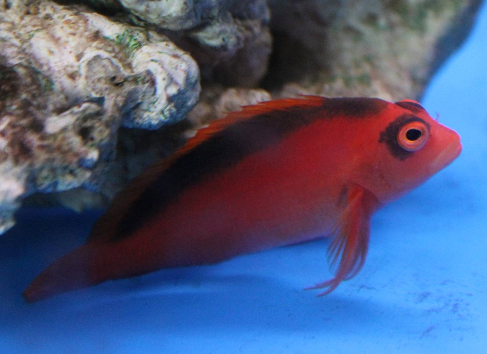 Flame hawkfish