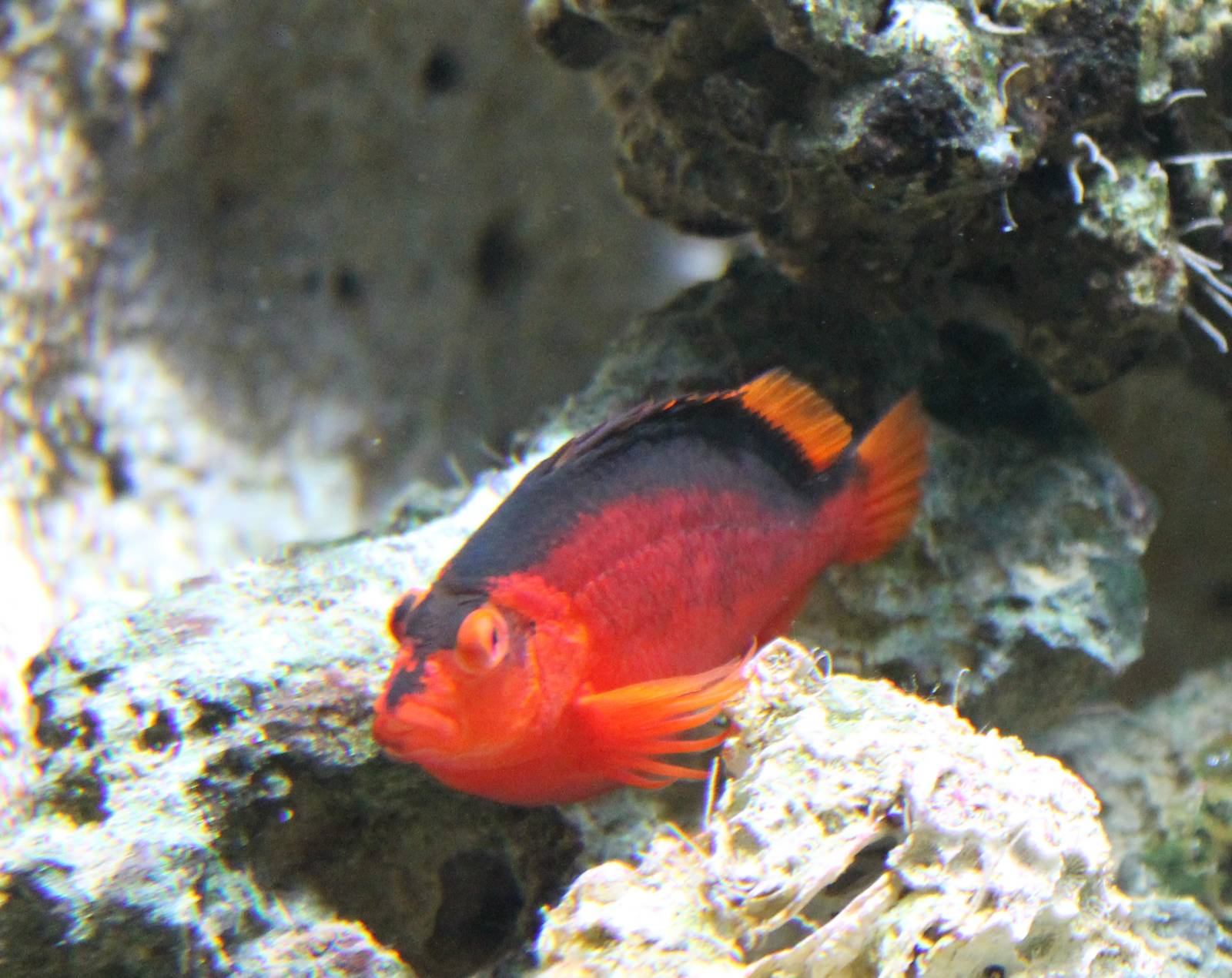Flame hawkfish