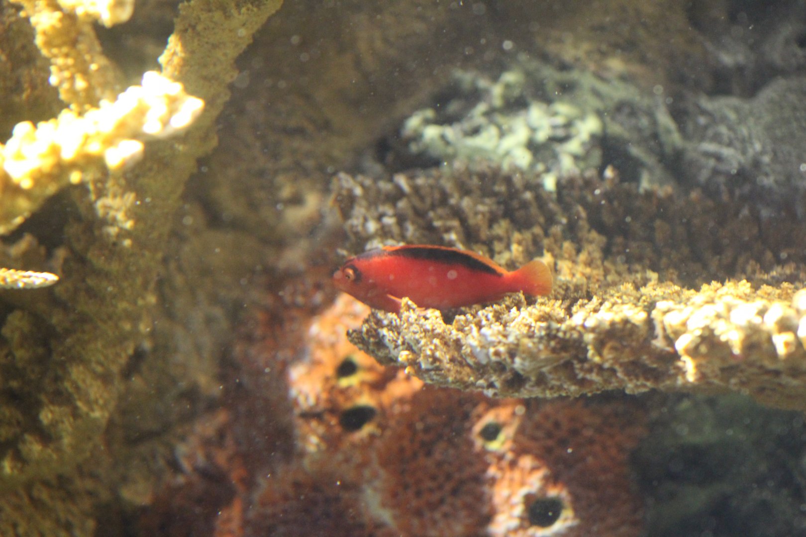 Flame Hawkfish