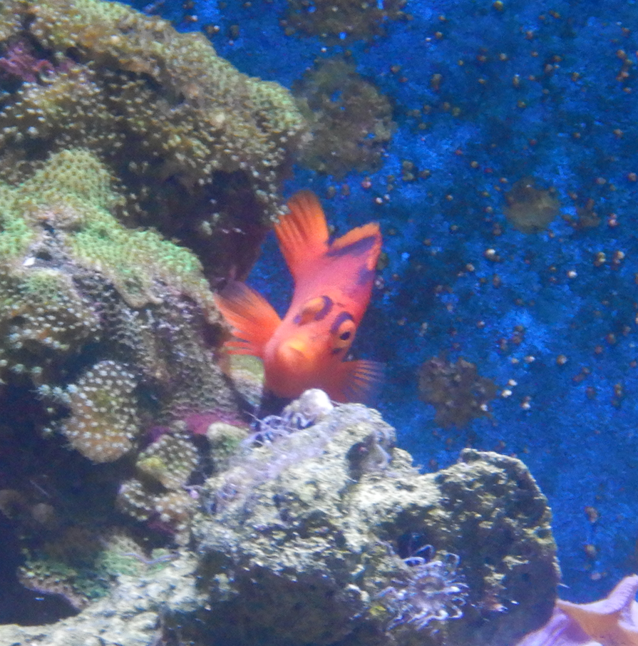 Flame Hawkfish