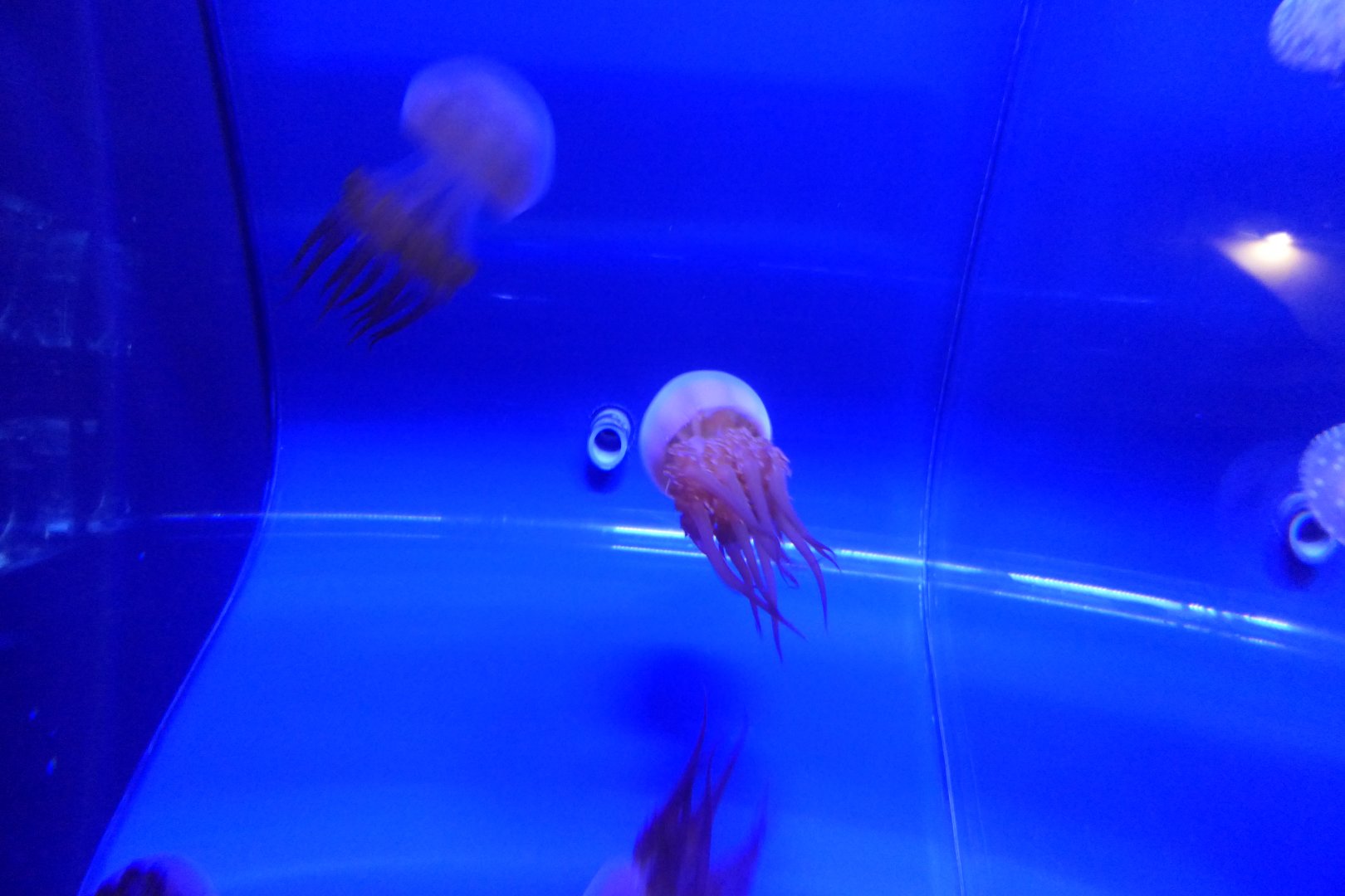 Flame Jelly (Rhopilema esculentum)