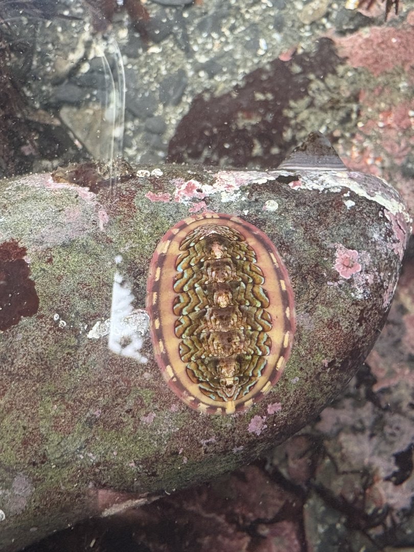 Flame Lined Chiton (Tonicella lokii)