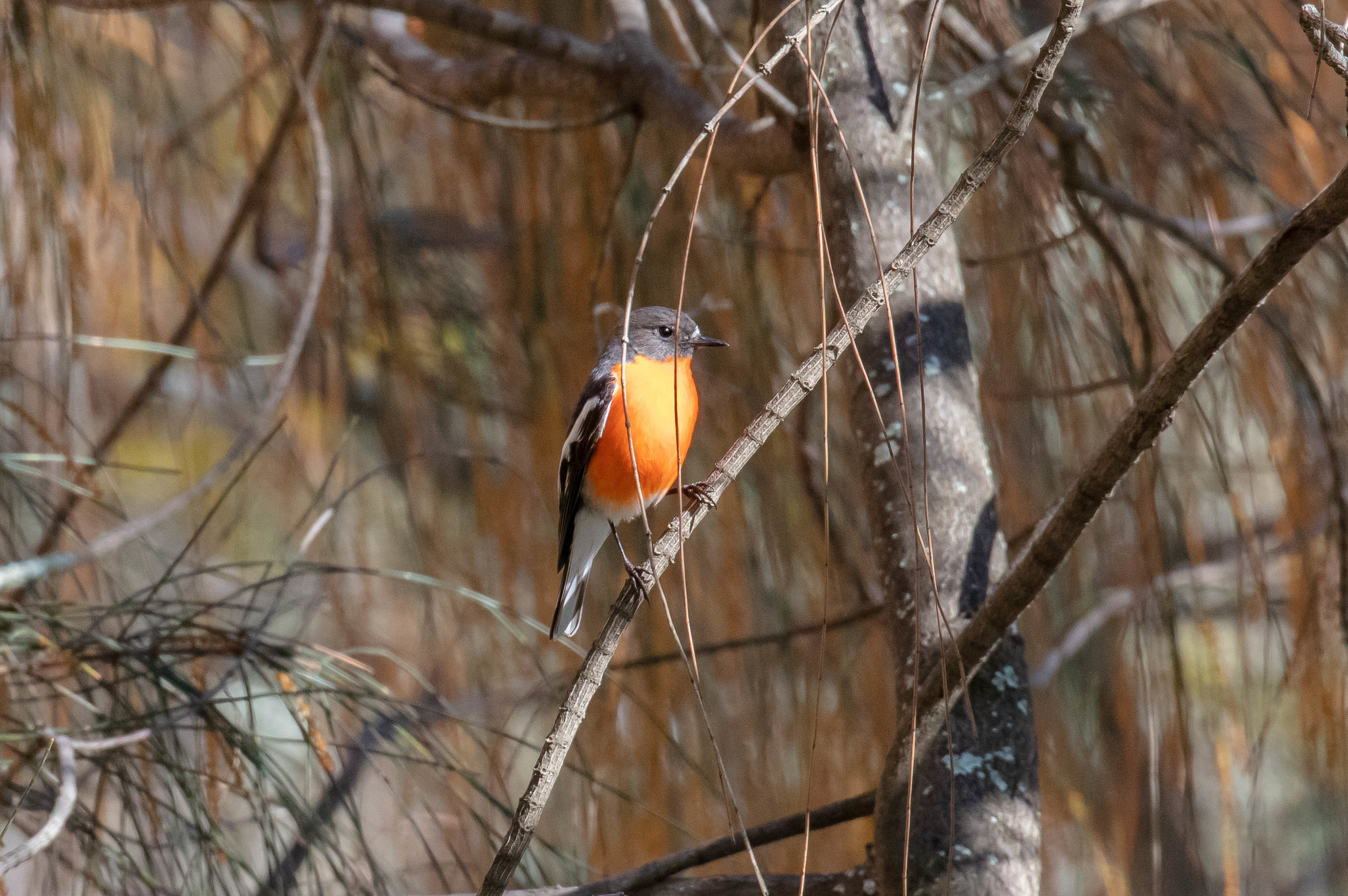 Flame Robin