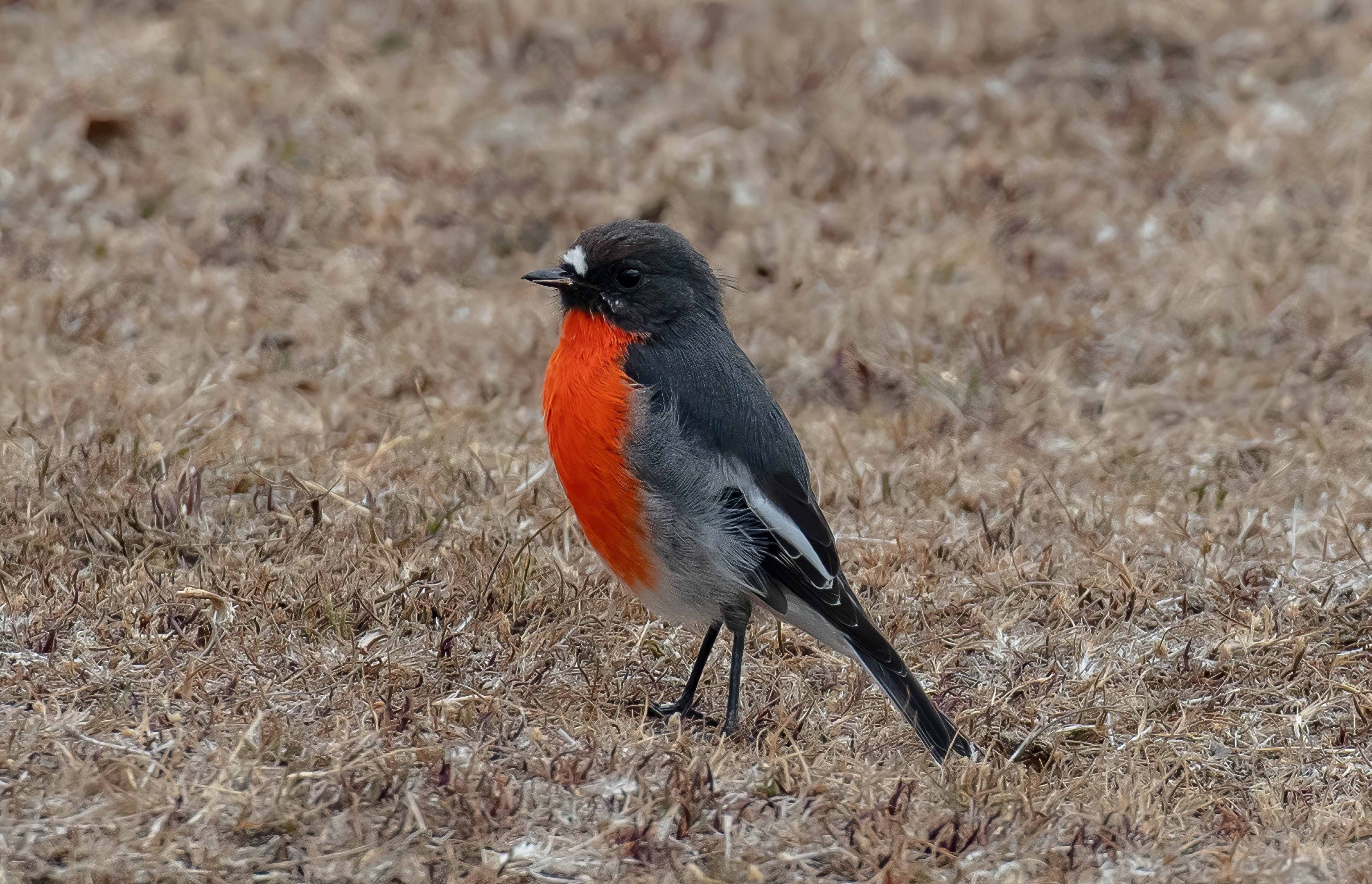 Flame Robin