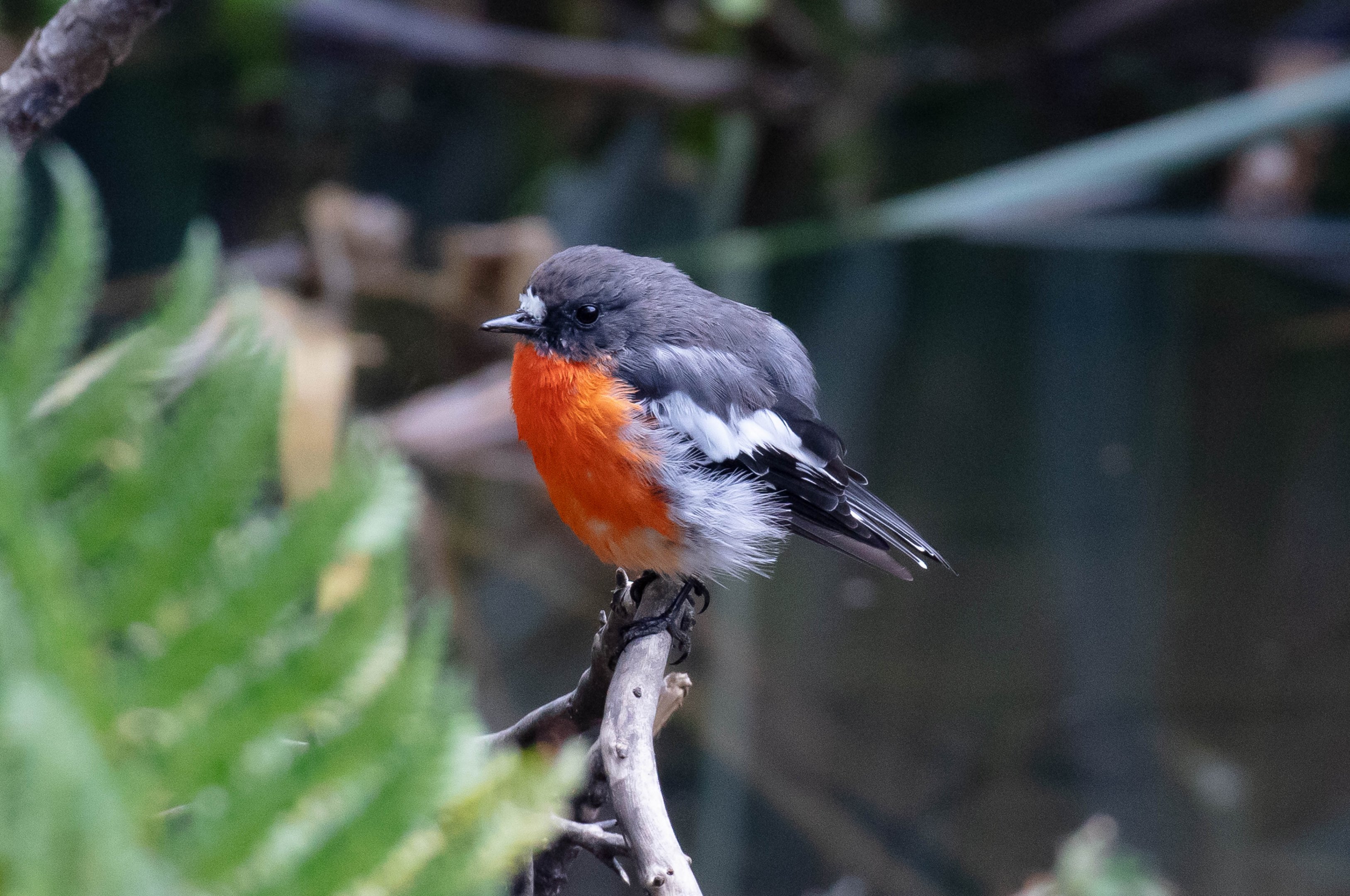 Flame Robin