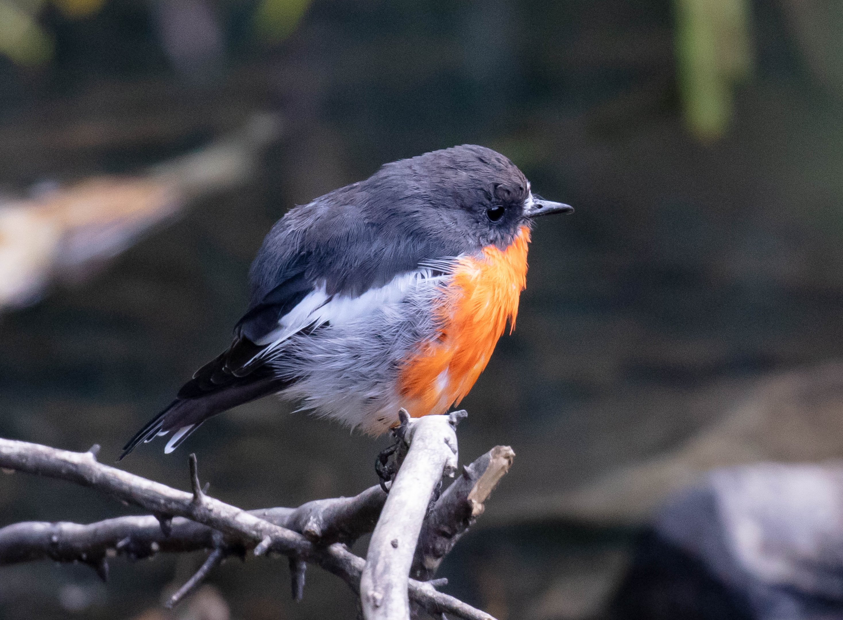 Flame Robin