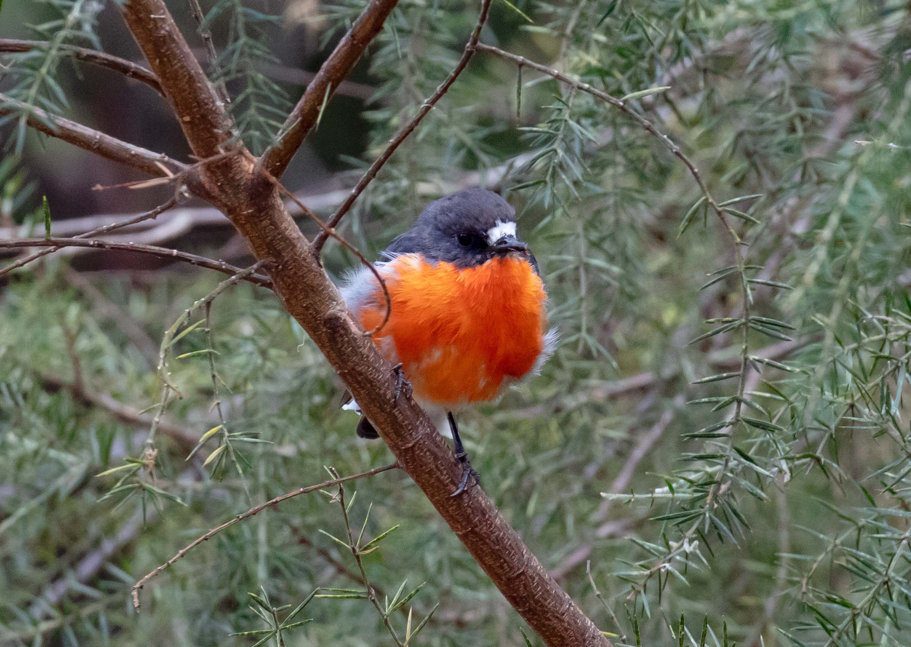Flame Robin