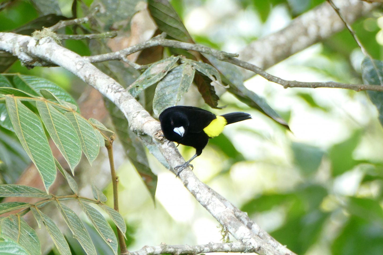 Flame-rumped Tanager
