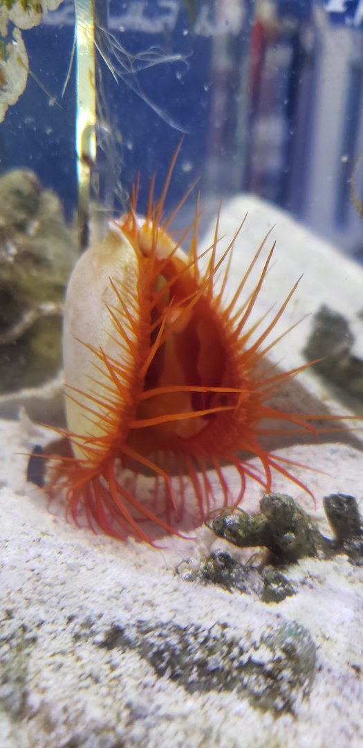 Flame Scallop