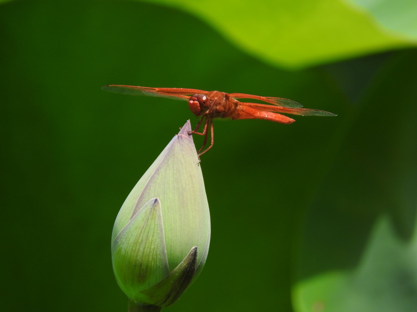 Flame Skimmer