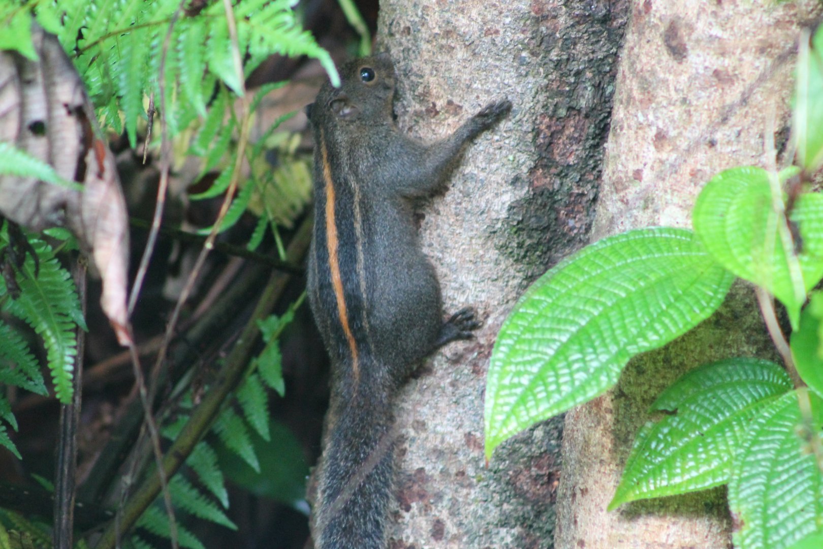Flame-striped or Layard's Squirrel (Funambulus layardi)