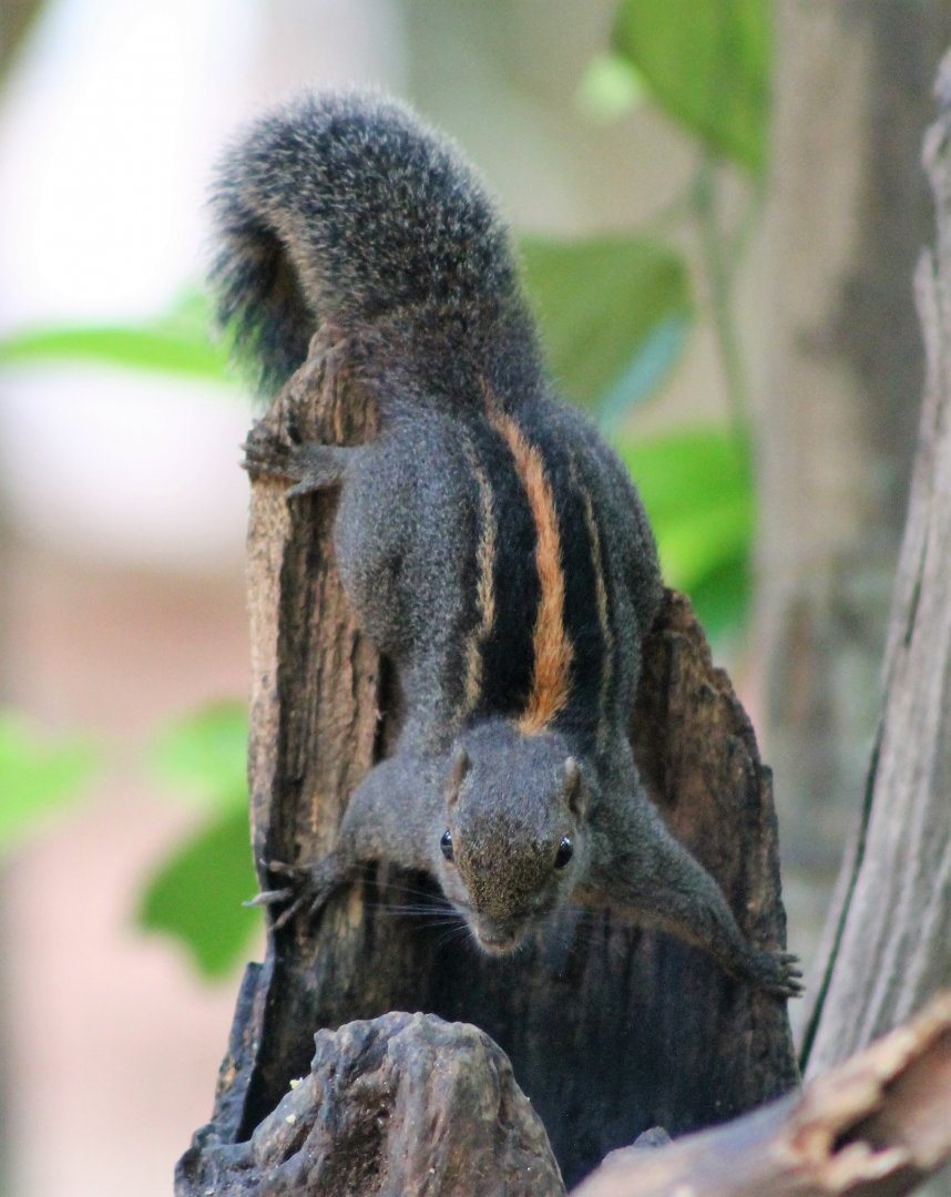 Flame-striped or Layard's Squirrel (Funambulus layardi)