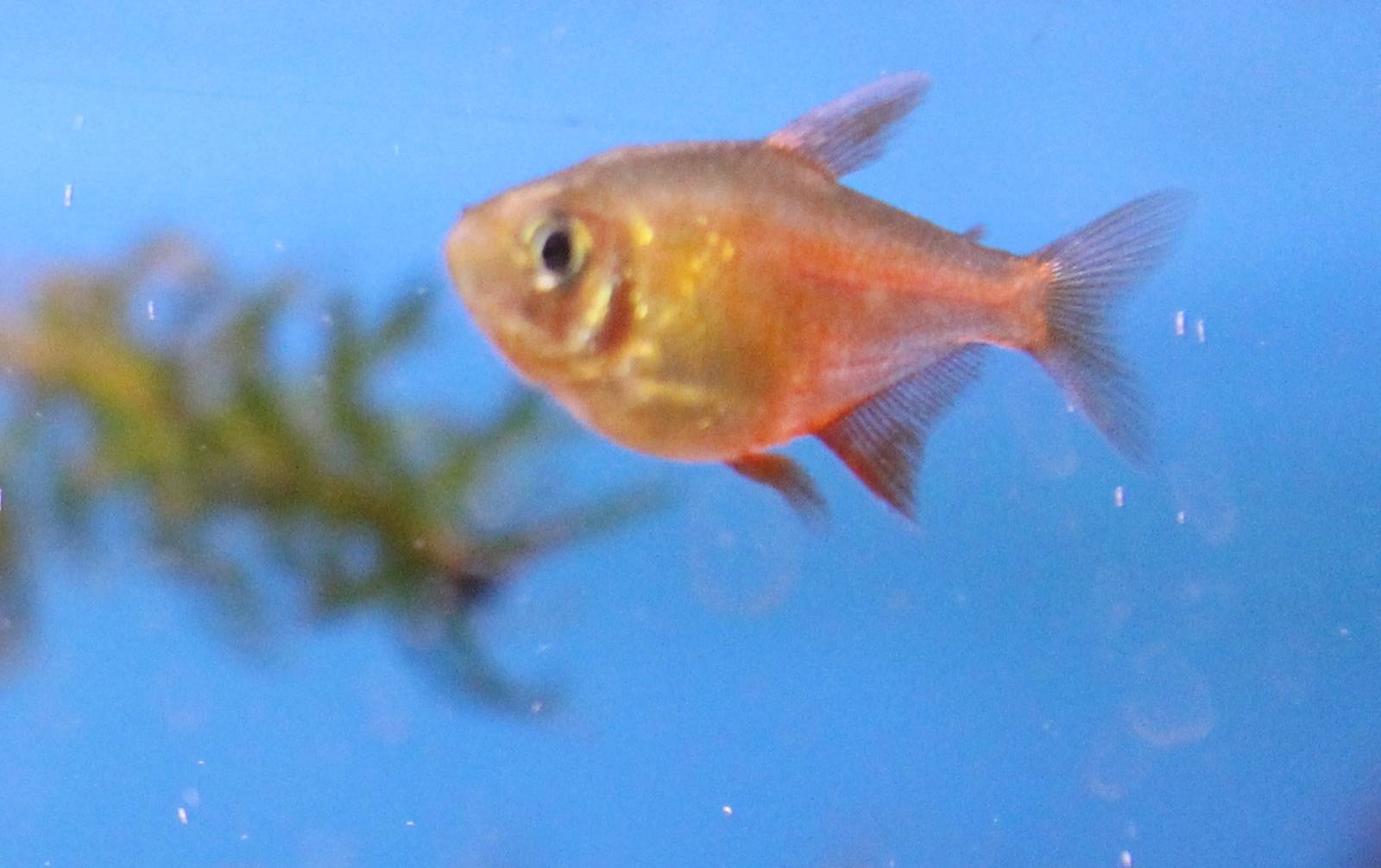 Flame tetra (Hyphessobrycon flammeus), orange variation