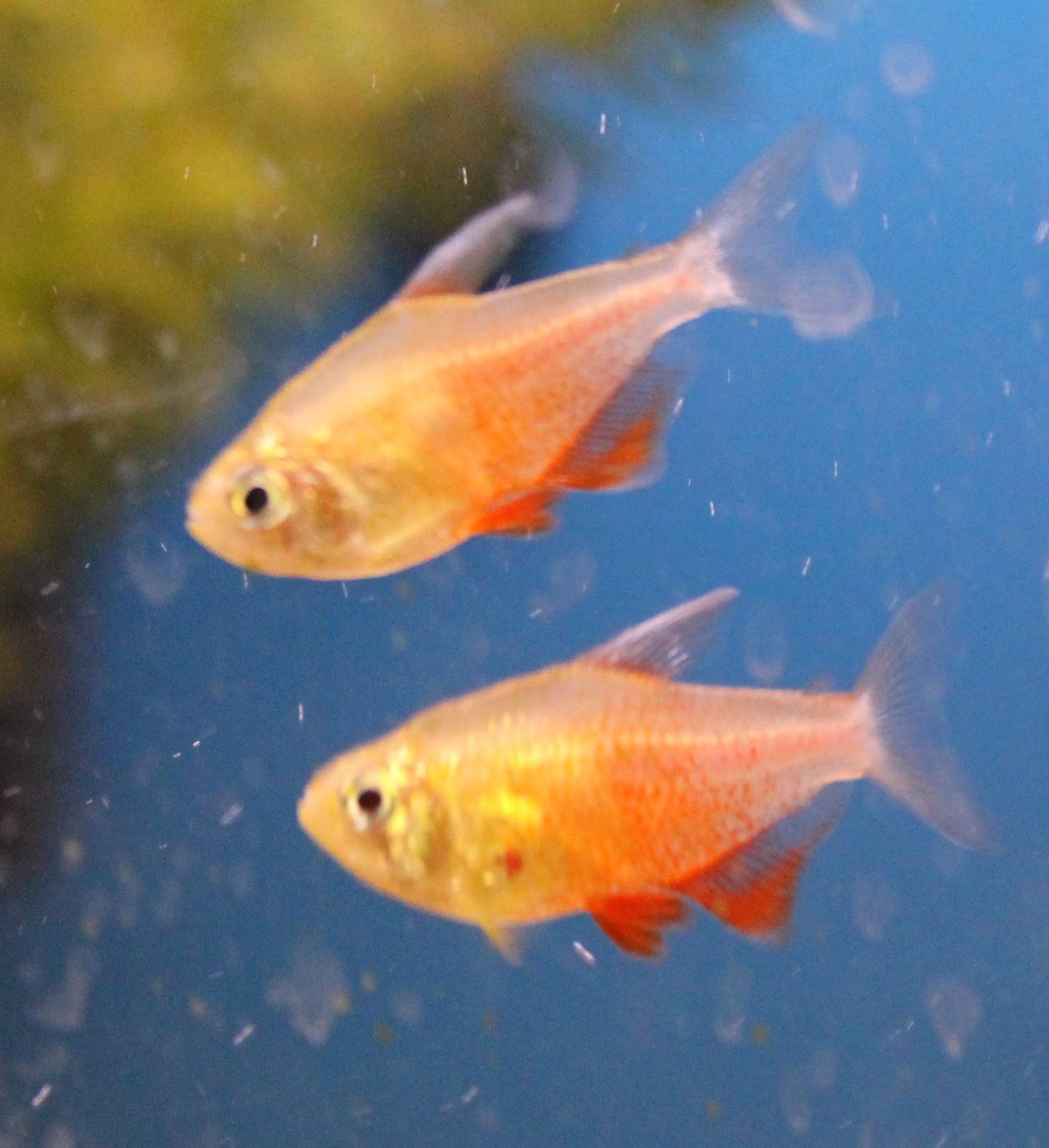 Flame tetras (Hyphessobrycon flammeus), orange variation