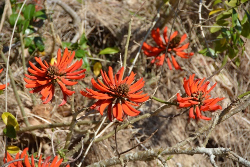 Flame tree flowers.