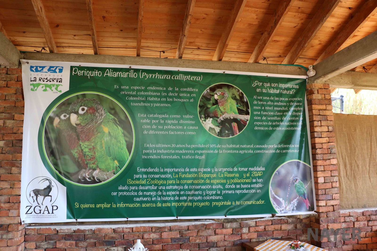 Flame-winged parakeet project - Bioparque la Reserva, March 2016