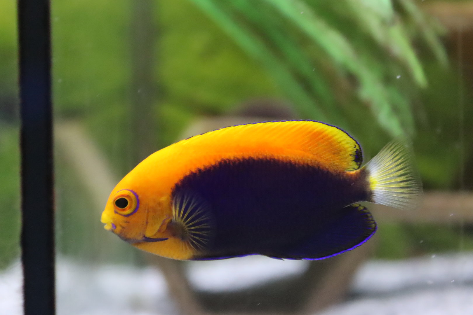 Flameback Angelfish