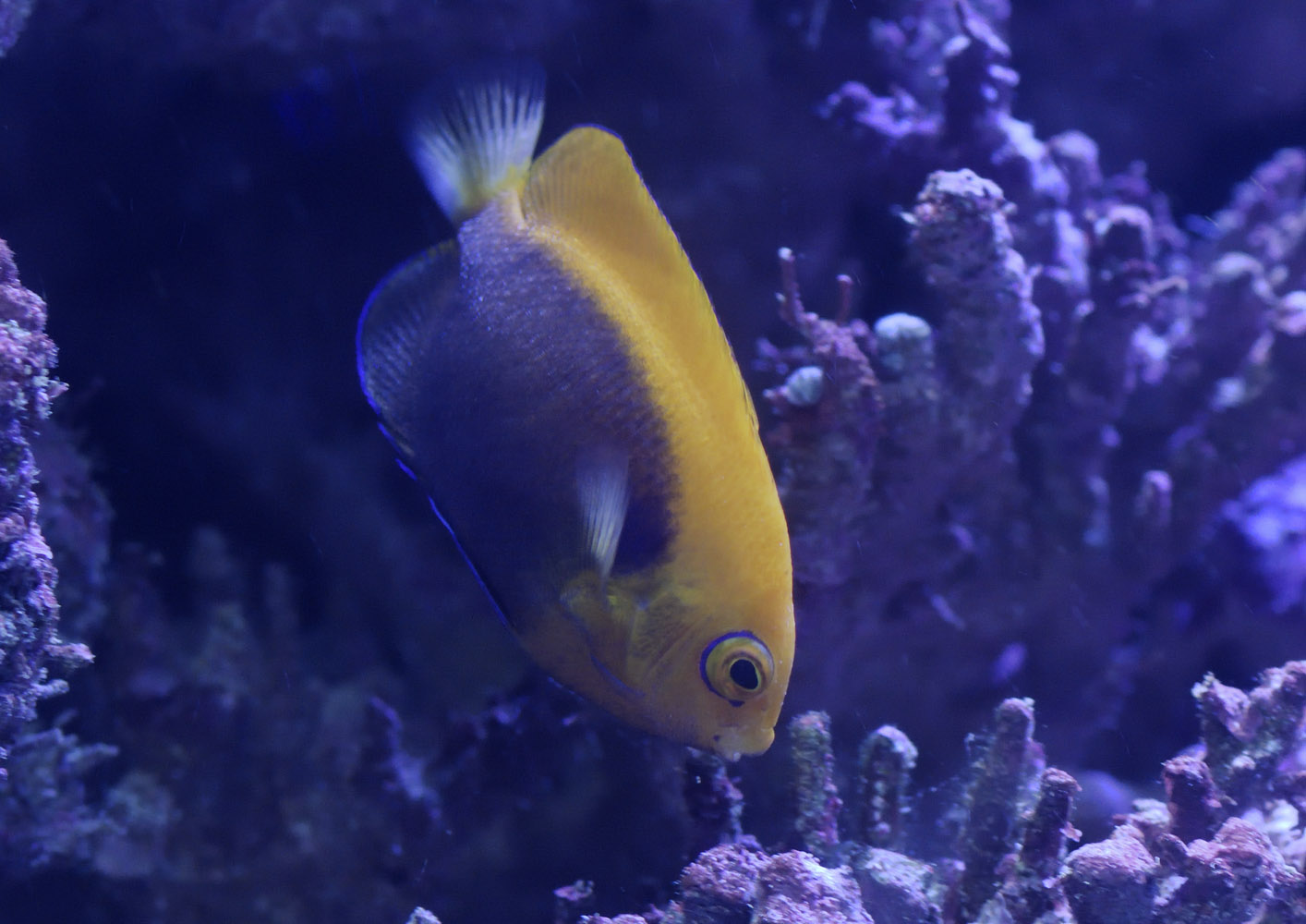 Flameback angelfish
