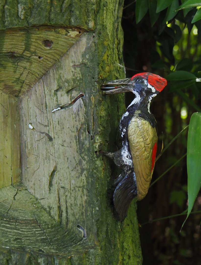 Flameback woodpecker model, 2024-06-30