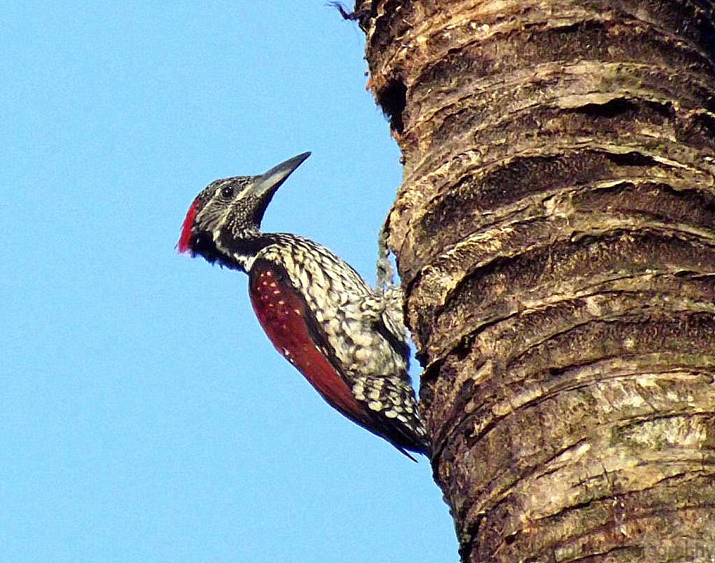 Flameback