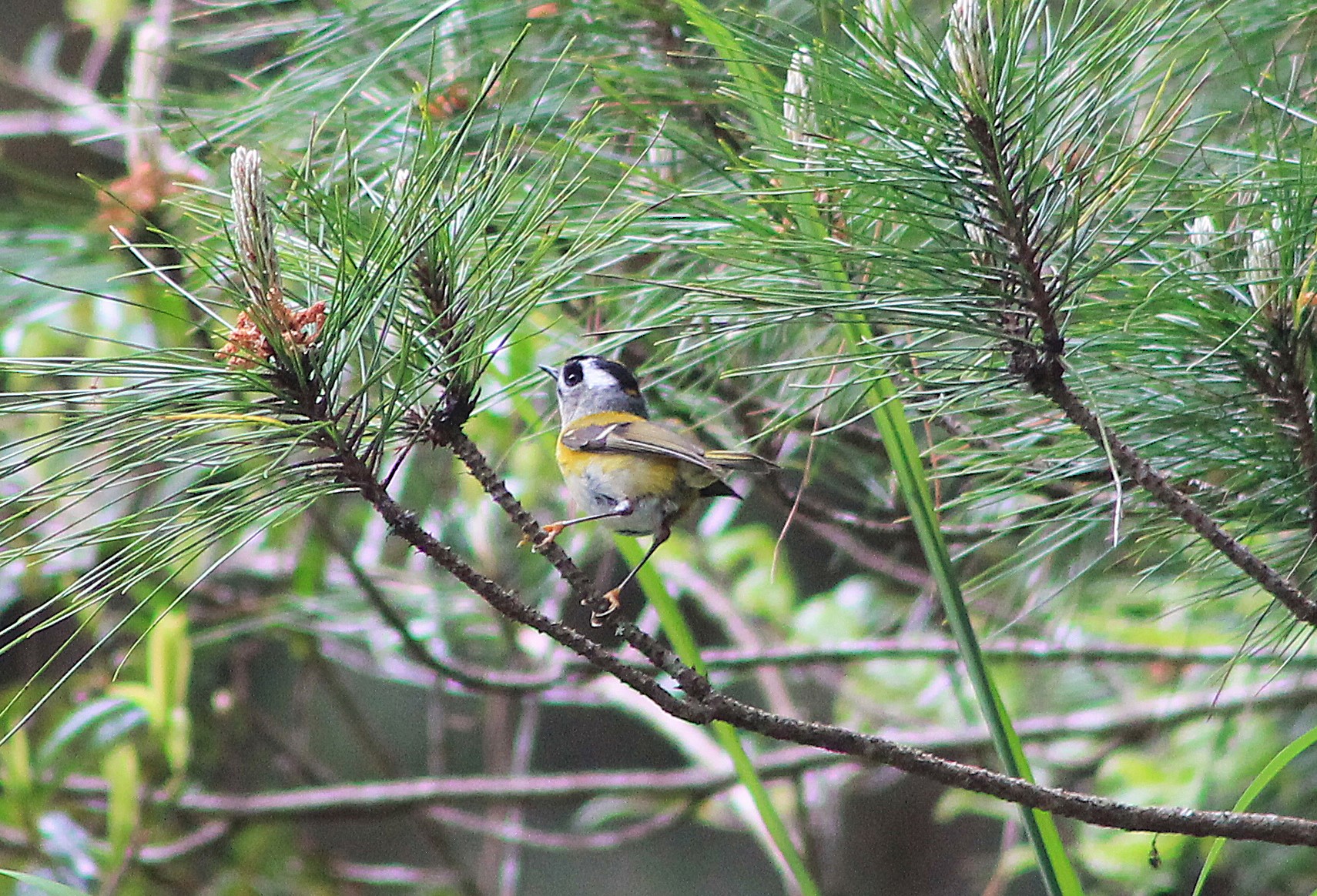 Flamecrest (Regulus goodfellowi)