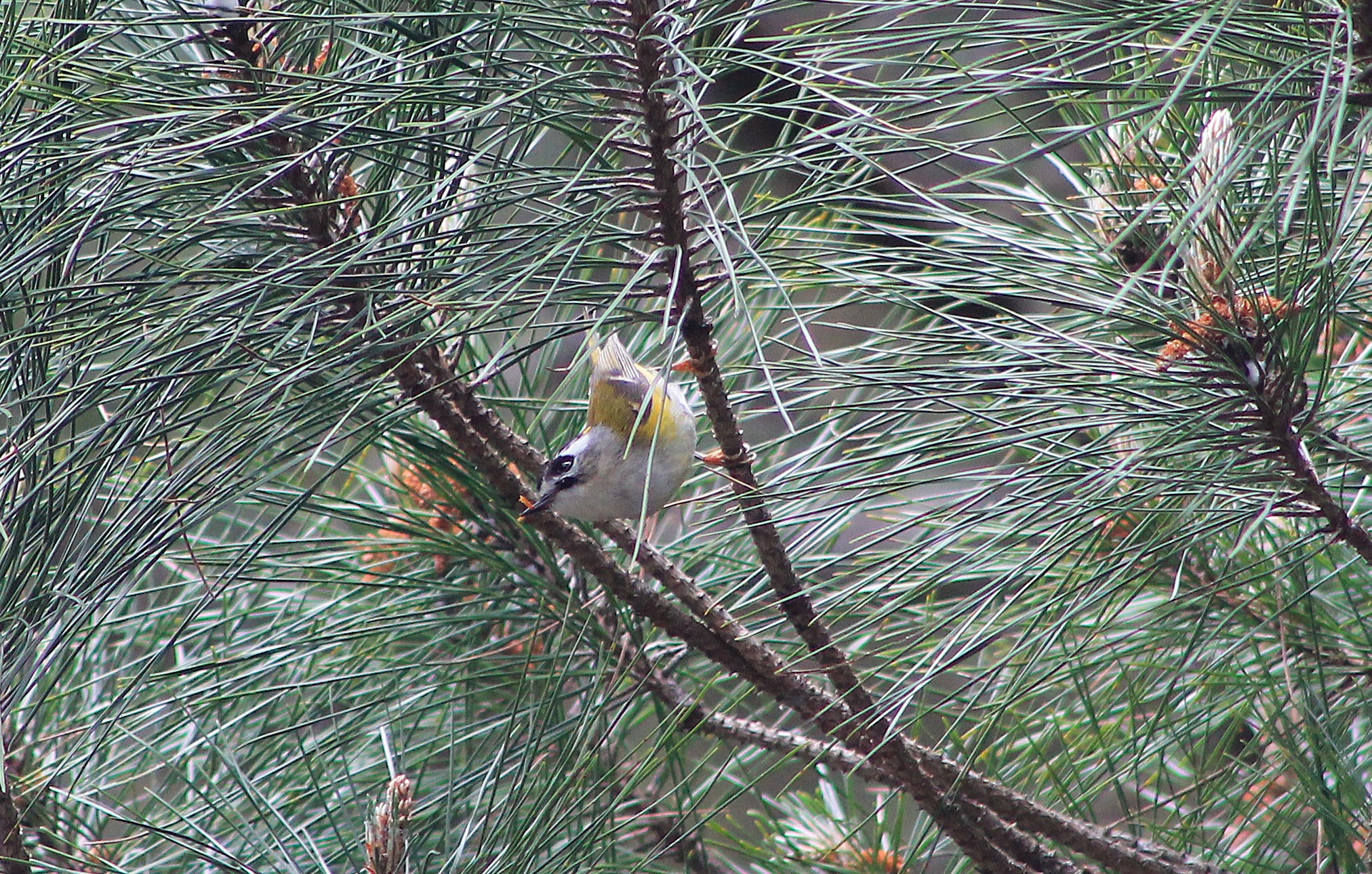 Flamecrest (Regulus goodfellowi)