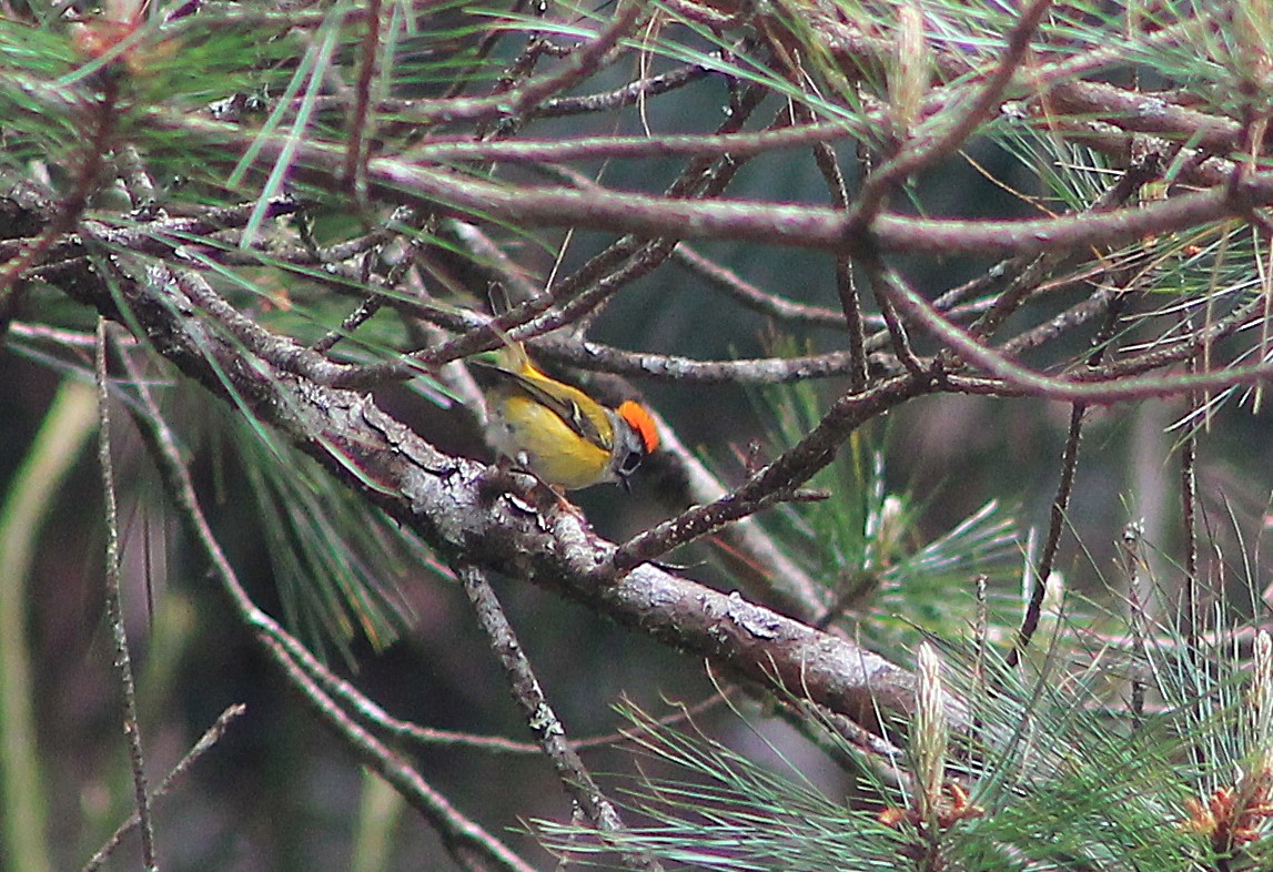 Flamecrest (Regulus goodfellowi)