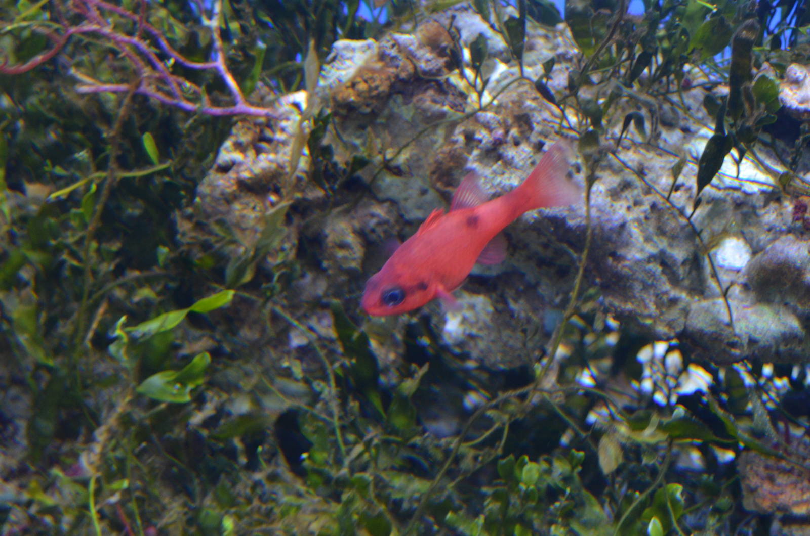 FLAMEFISH, Apogon maculatus