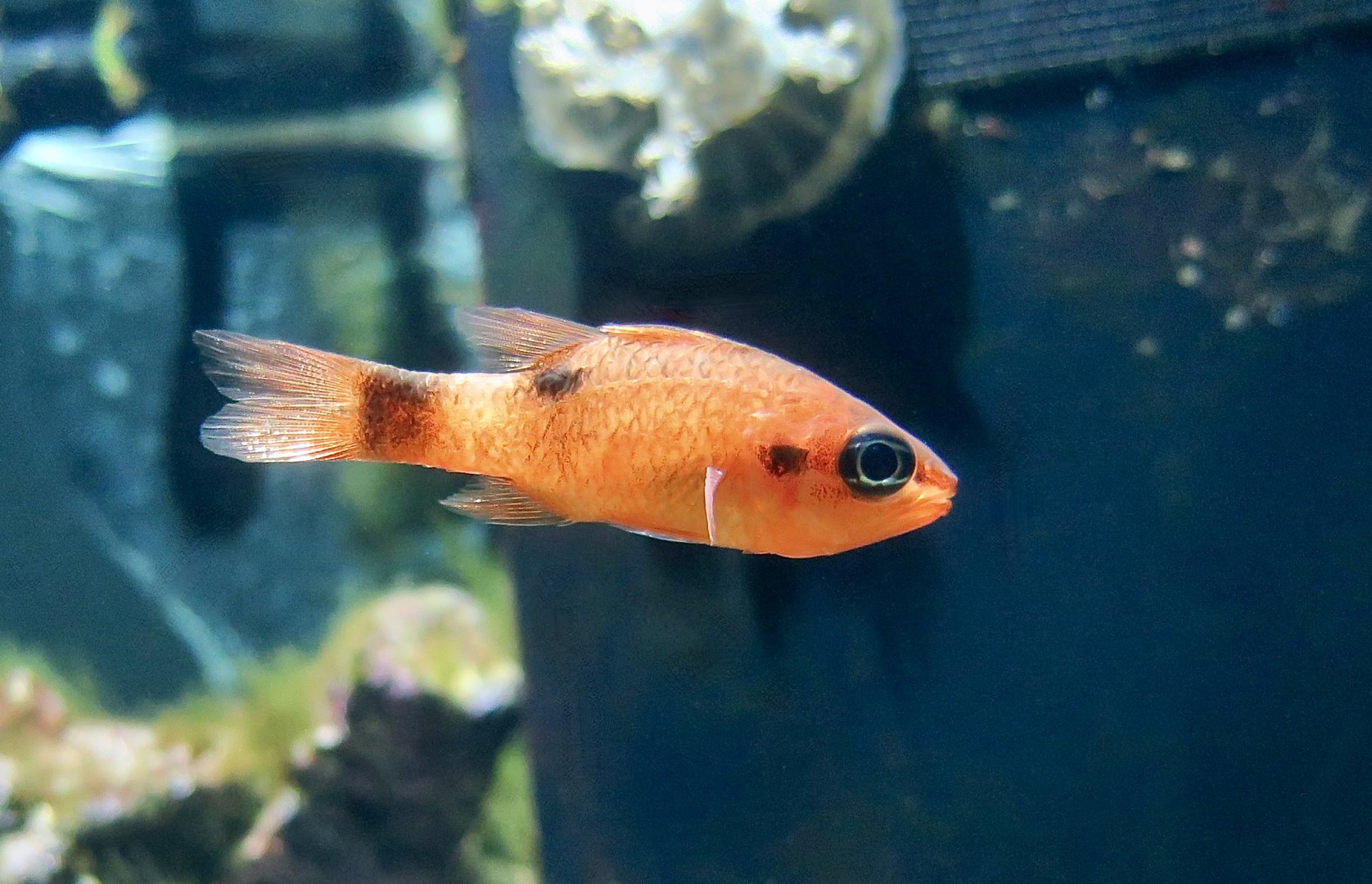 Flamefish (Apogon maculatus)