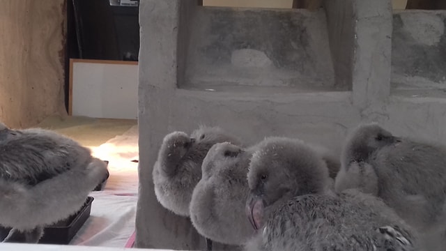 Flamingalings in wet rearing building