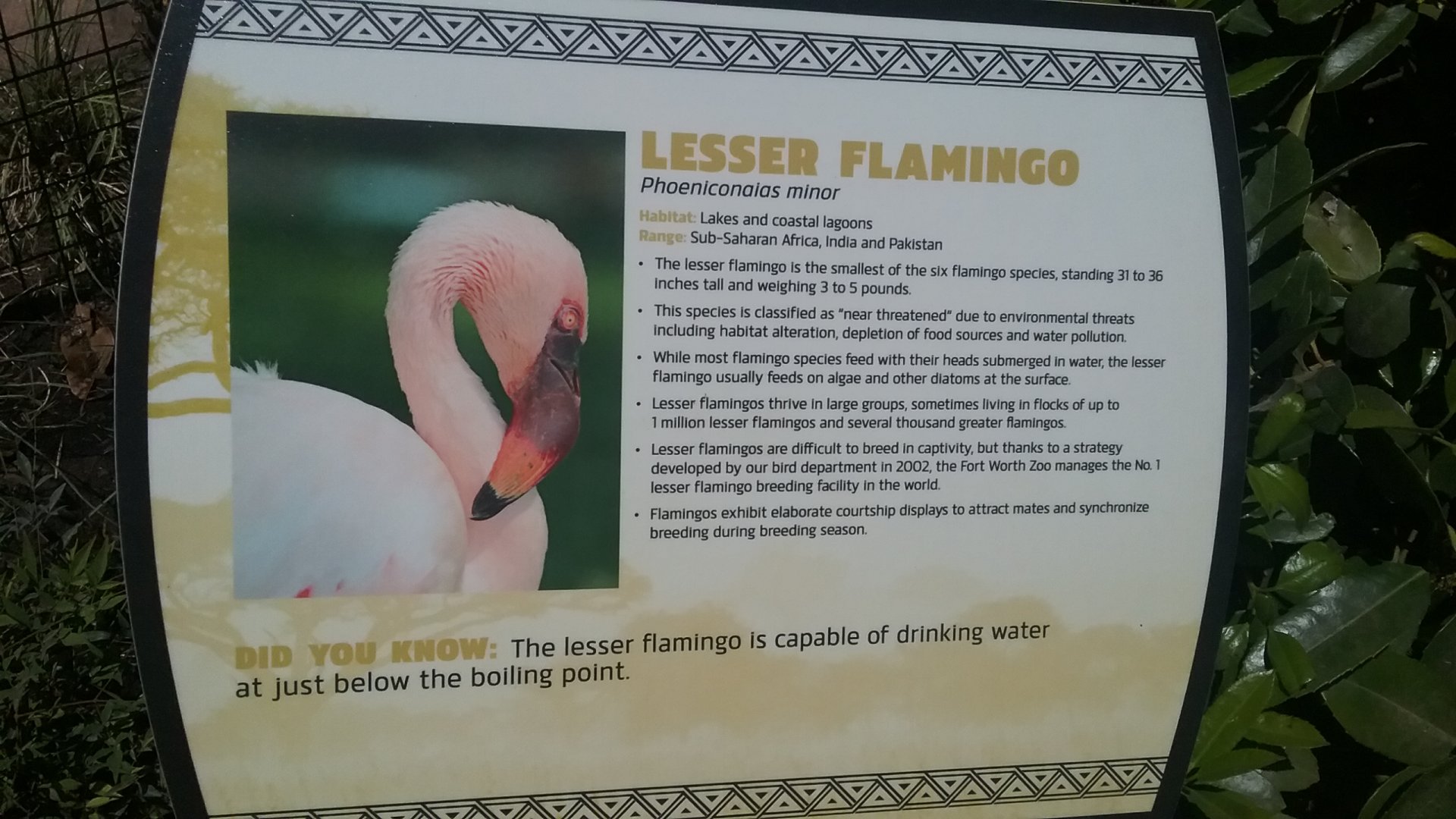 Flamingo 1