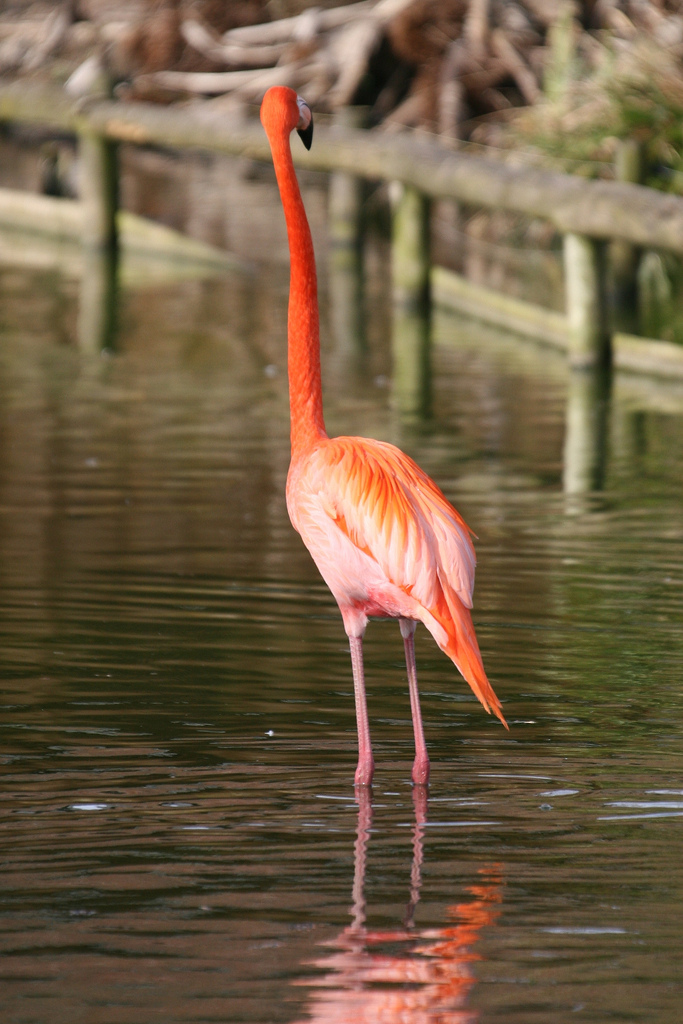 Flamingo #1