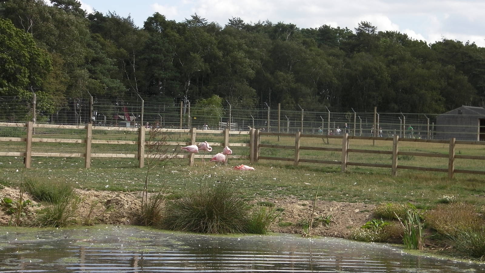 Flamingo - 19.08.2011