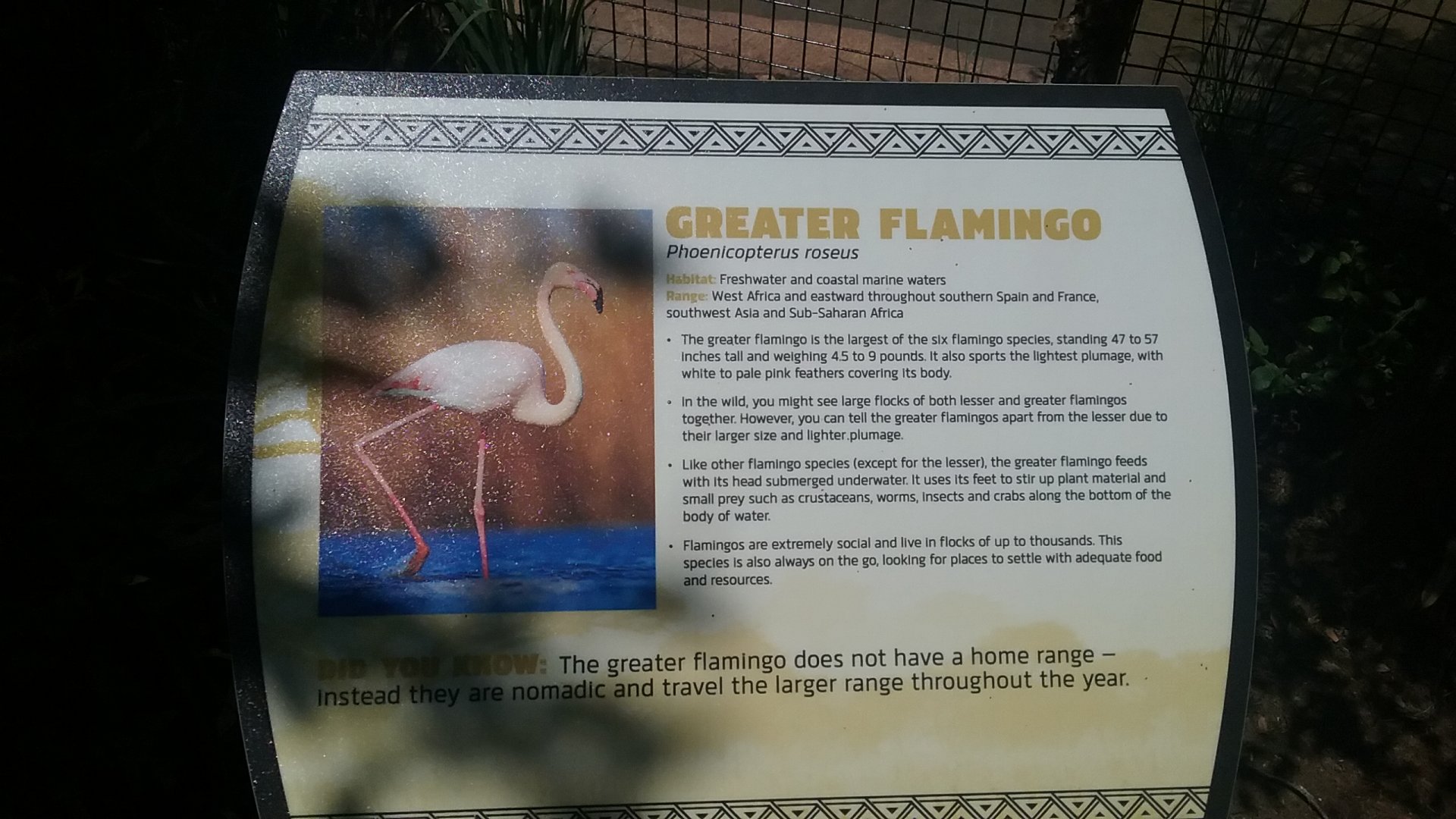 Flamingo 2