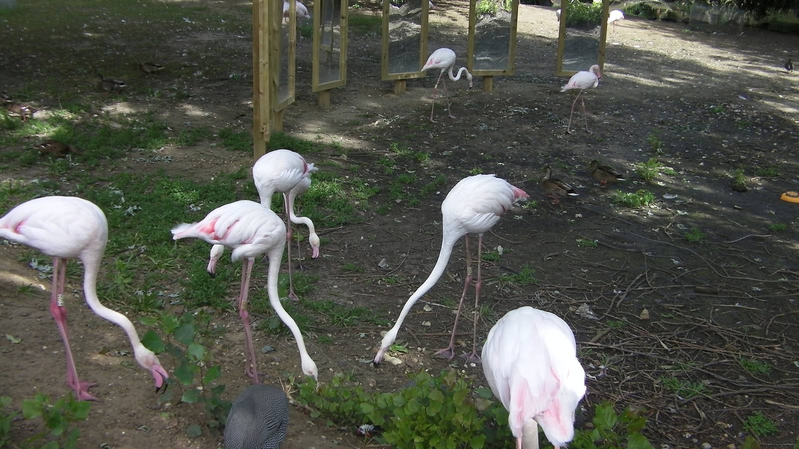 Flamingo - 29.07.2011