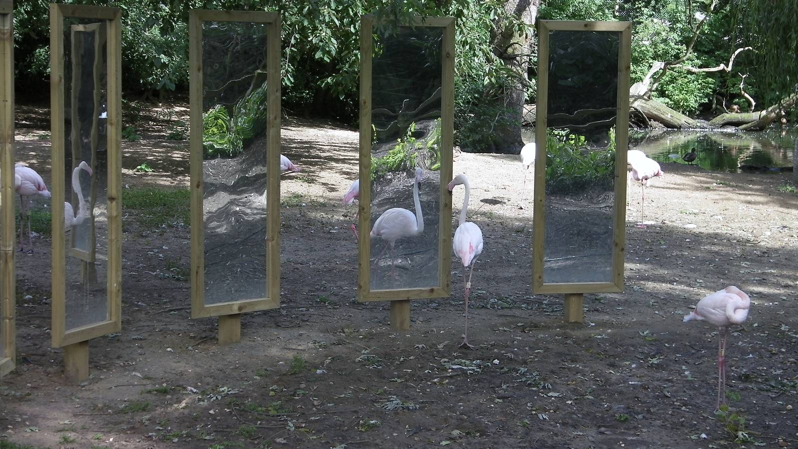 Flamingo - 29.07.2011