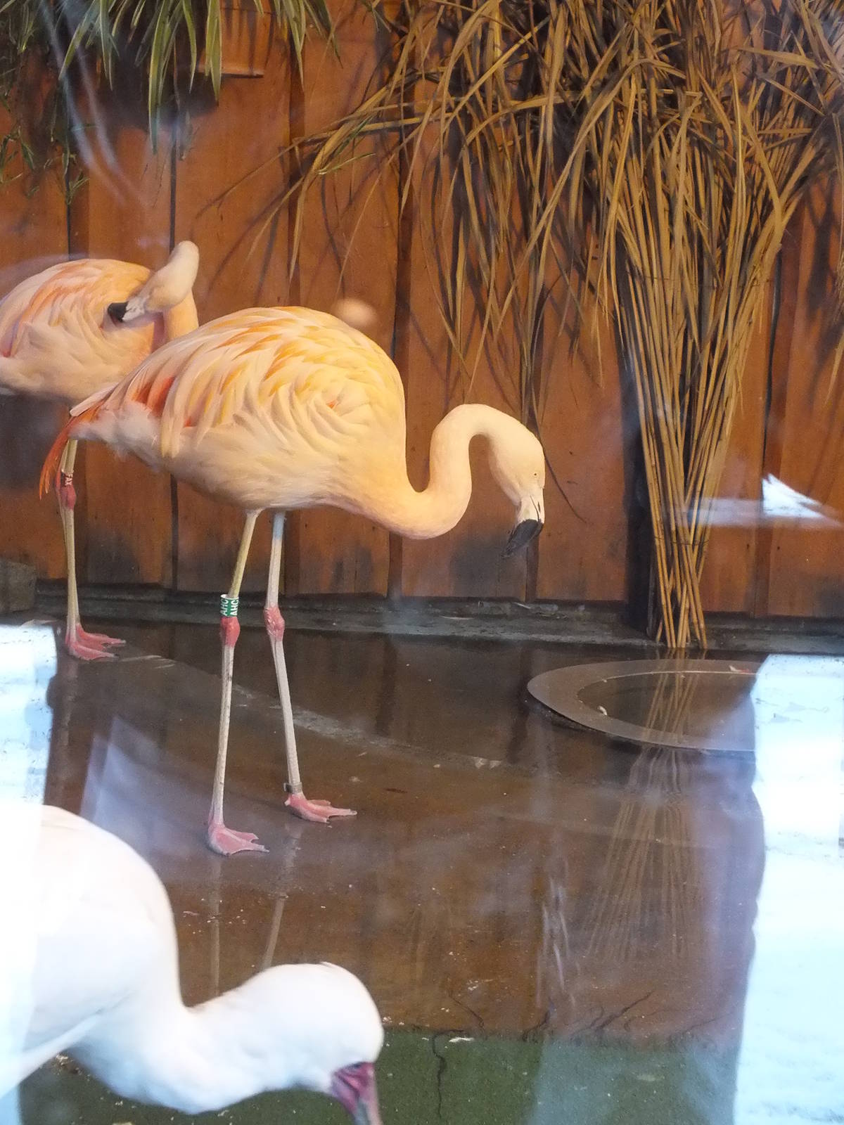 Flamingo and African Spoonbill  Indoors