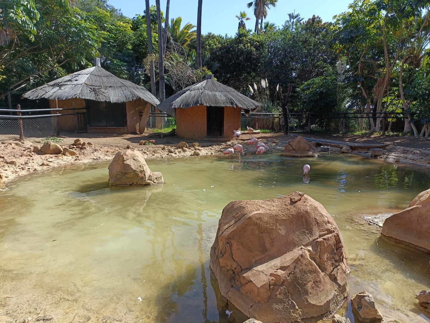 Flamingo and capybara exhibit