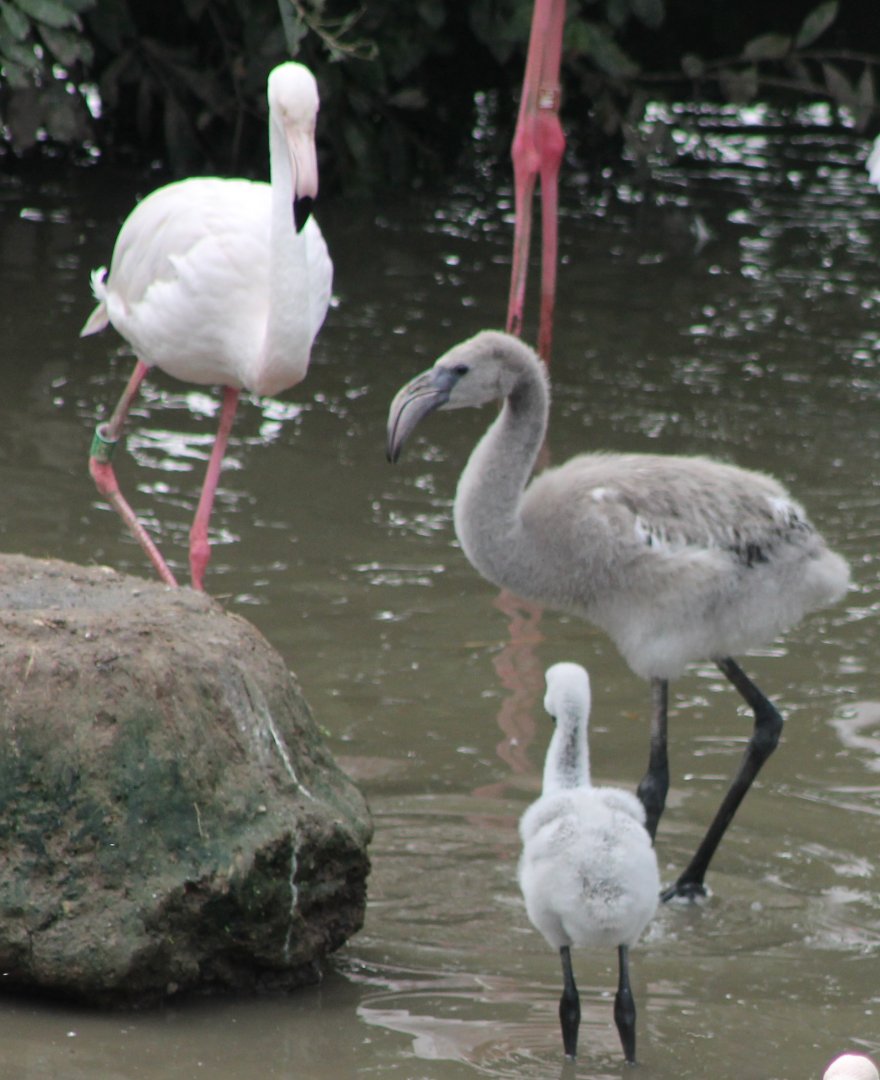 Flamingo and chicks