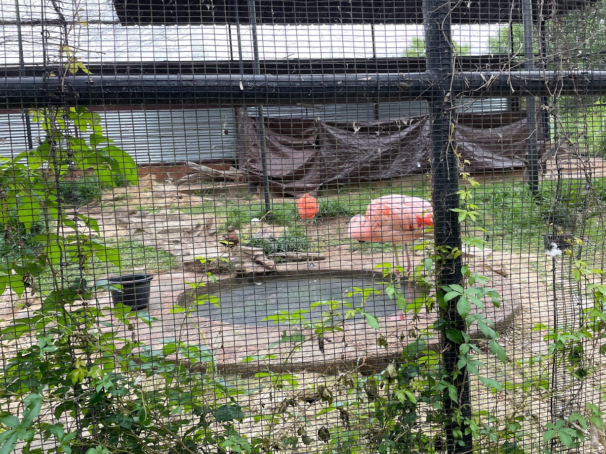 Flamingo and Duck Aviary