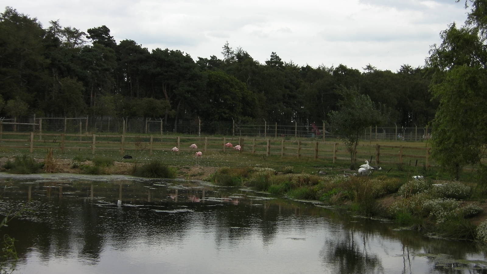 Flamingo and Geese -19.80.2011