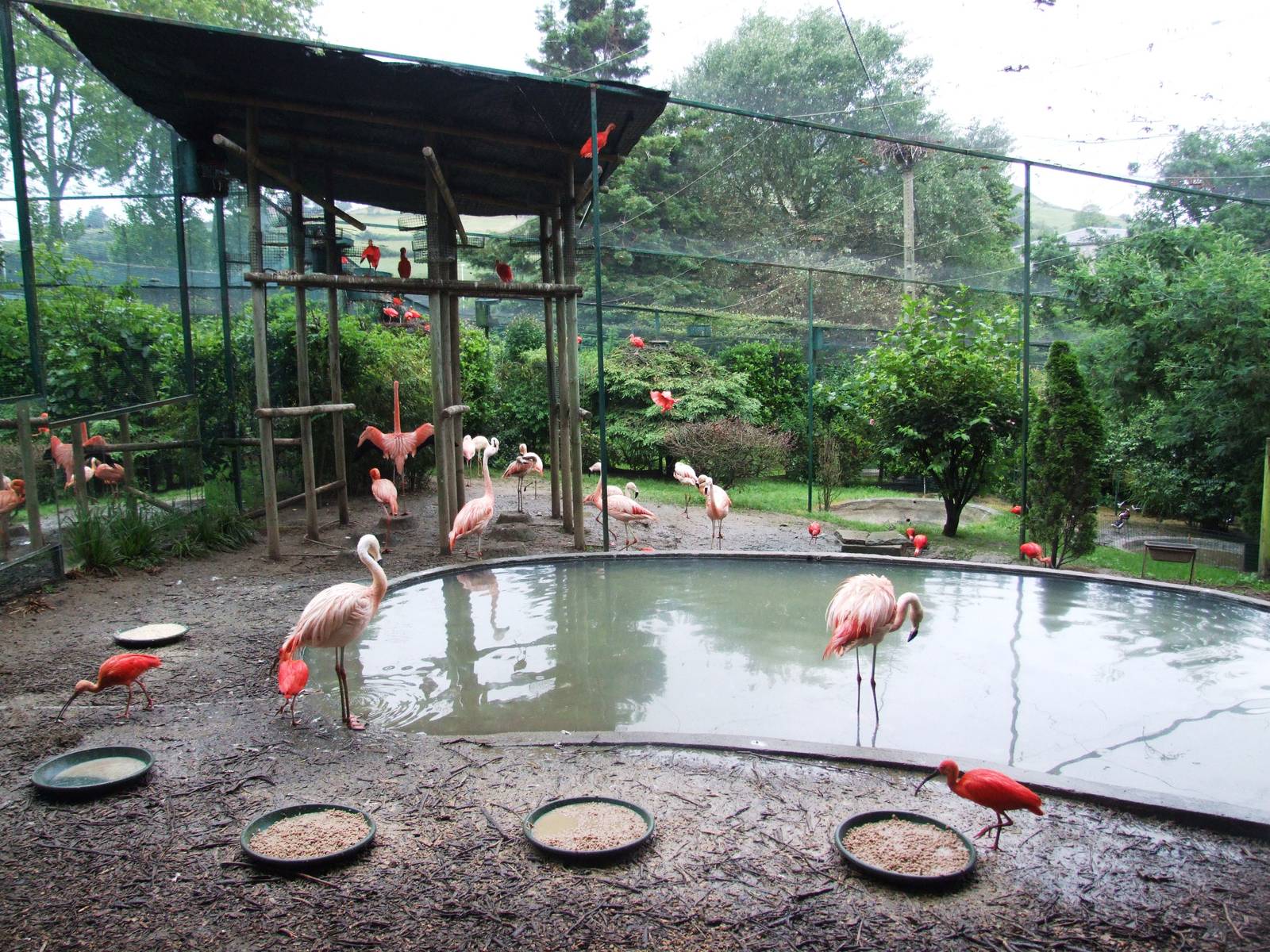 Flamingo and Ibis Aviary at Santillana del Mar, 13/06/15