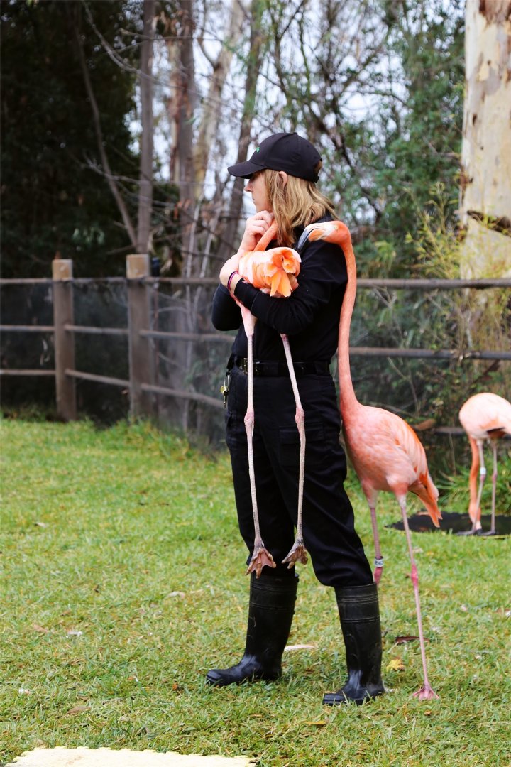 Flamingo and Keeper