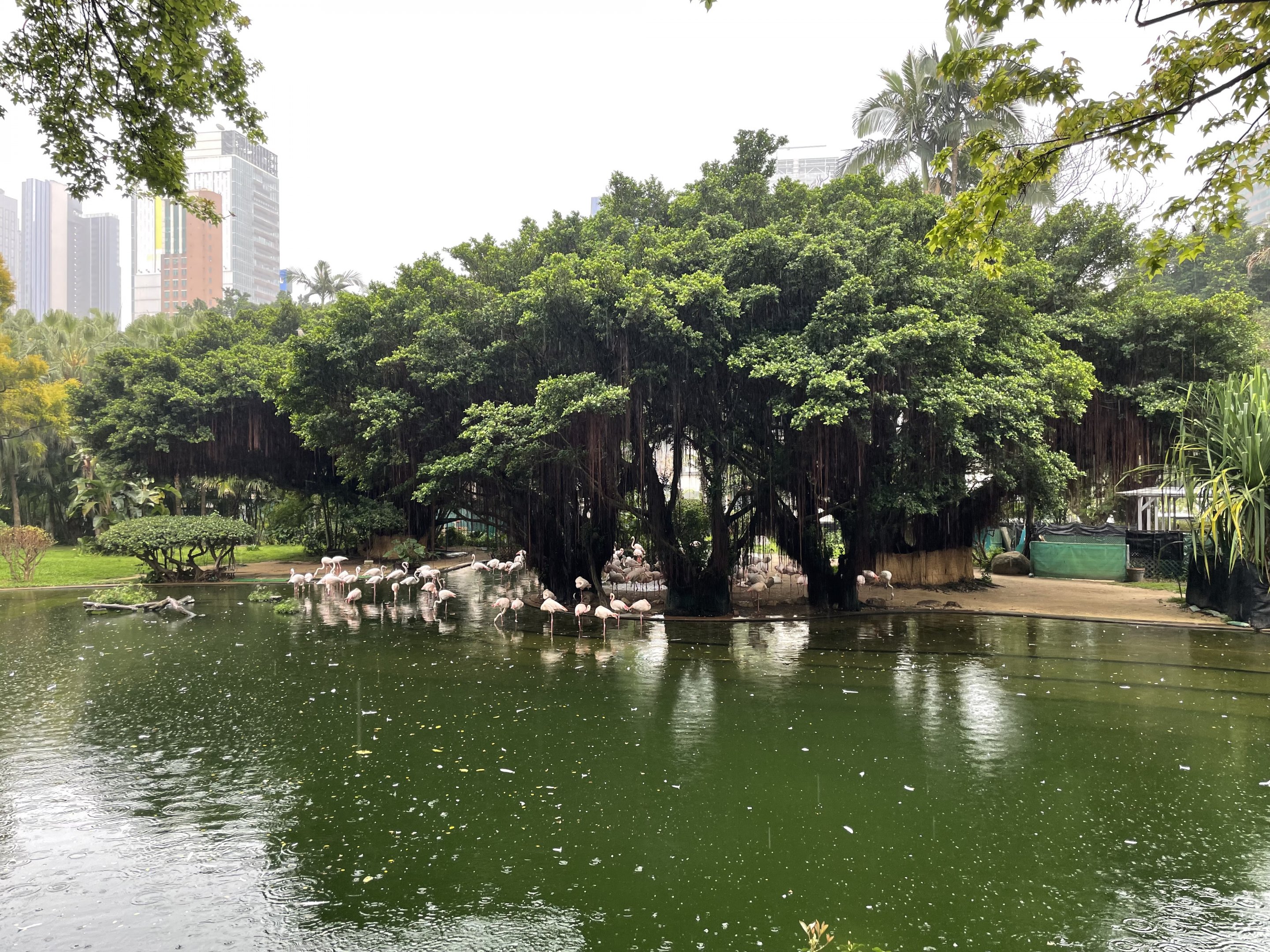Flamingo and Swan Pond