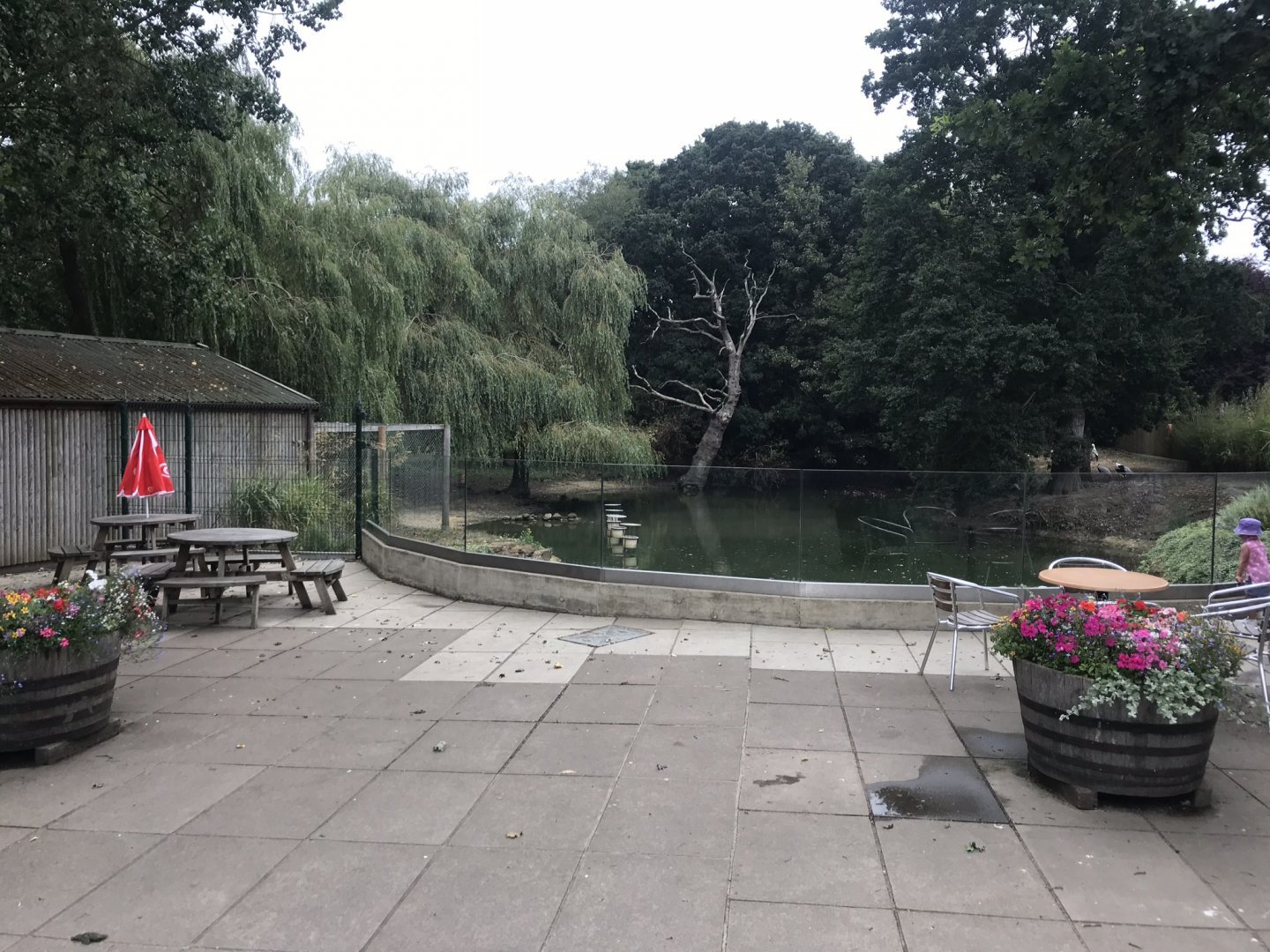 Flamingo and waterfowl enclosure 080818