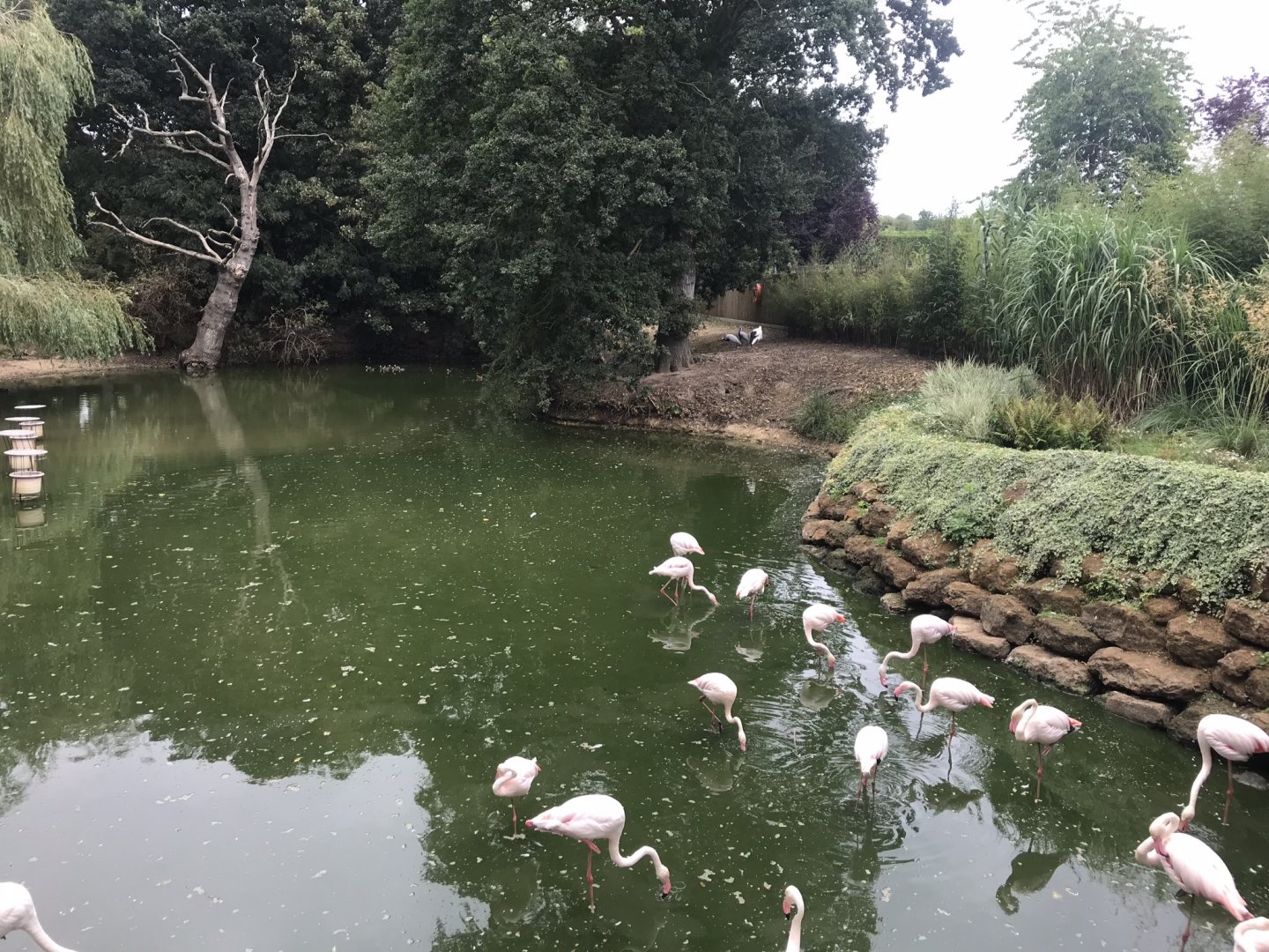 Flamingo and waterfowl enclosure 080818