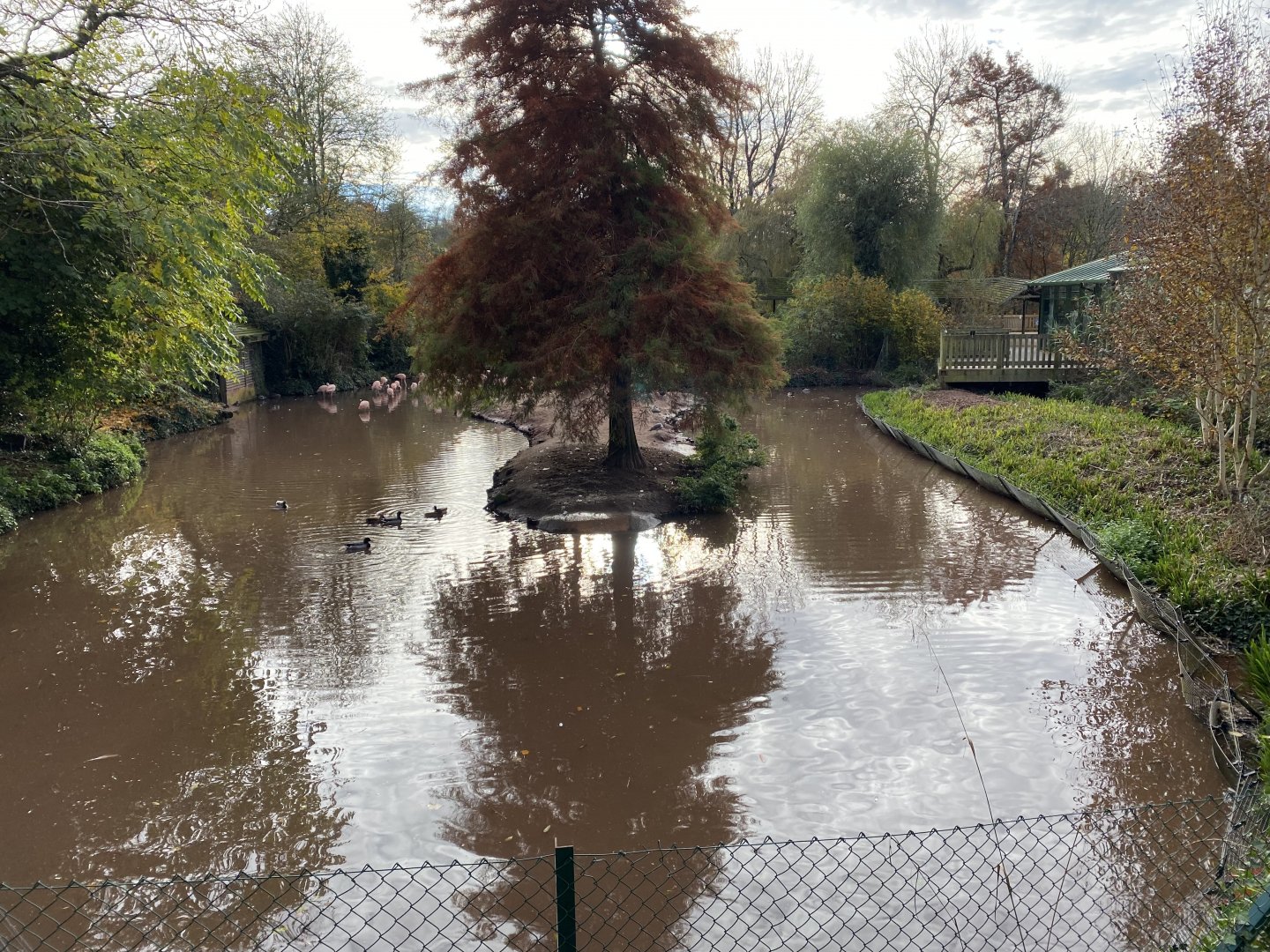 Flamingo and waterfowl enclosure 201121