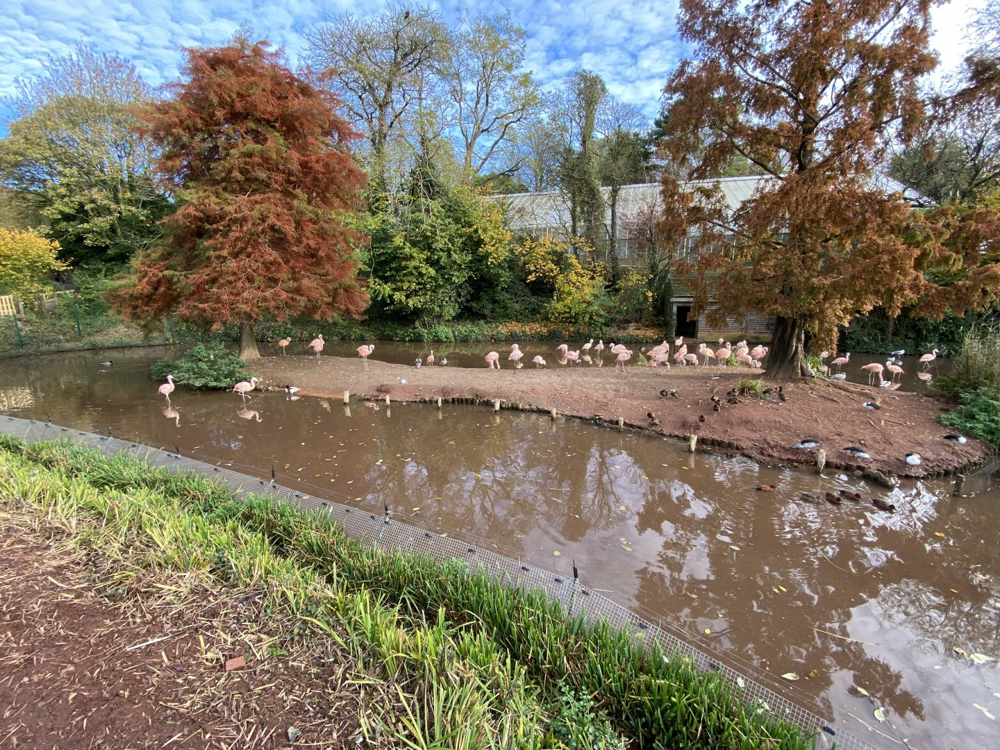 Flamingo and waterfowl enclosure 201121