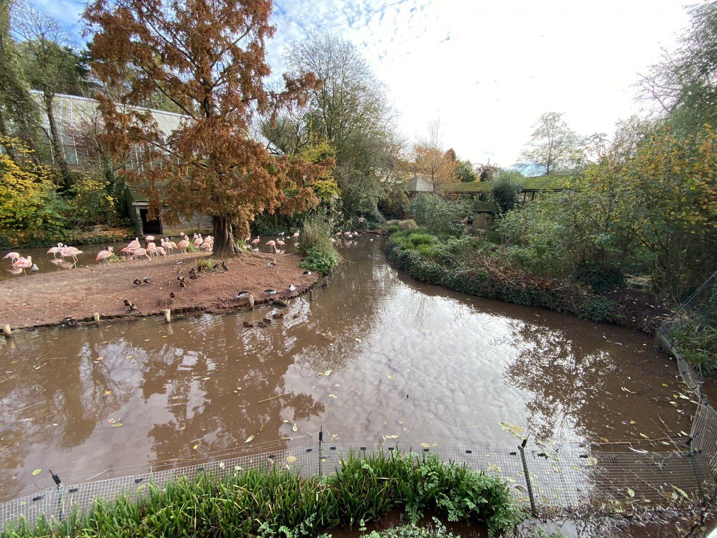 Flamingo and waterfowl enclosure 201121