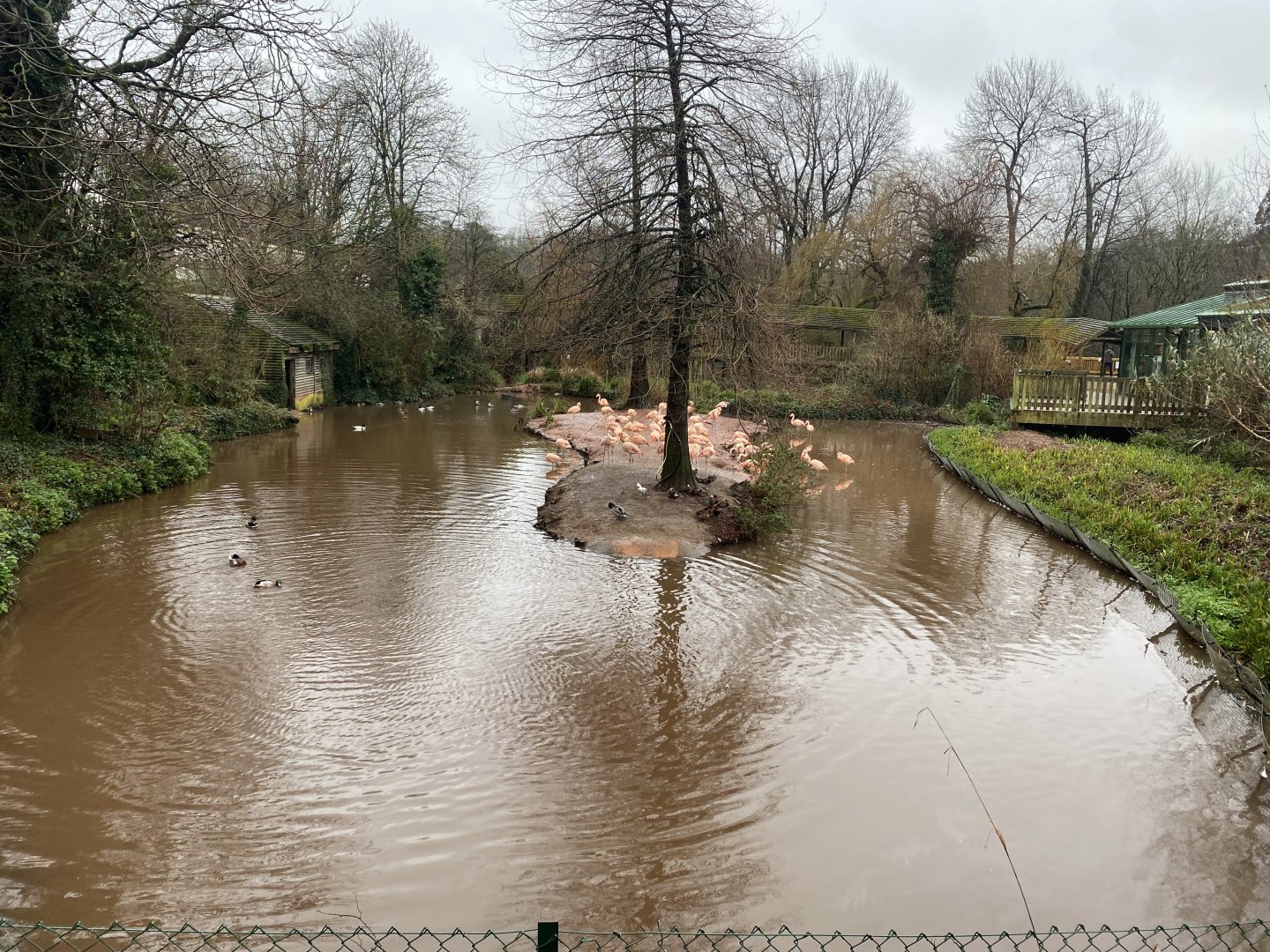 Flamingo and waterfowl enclosure 301221